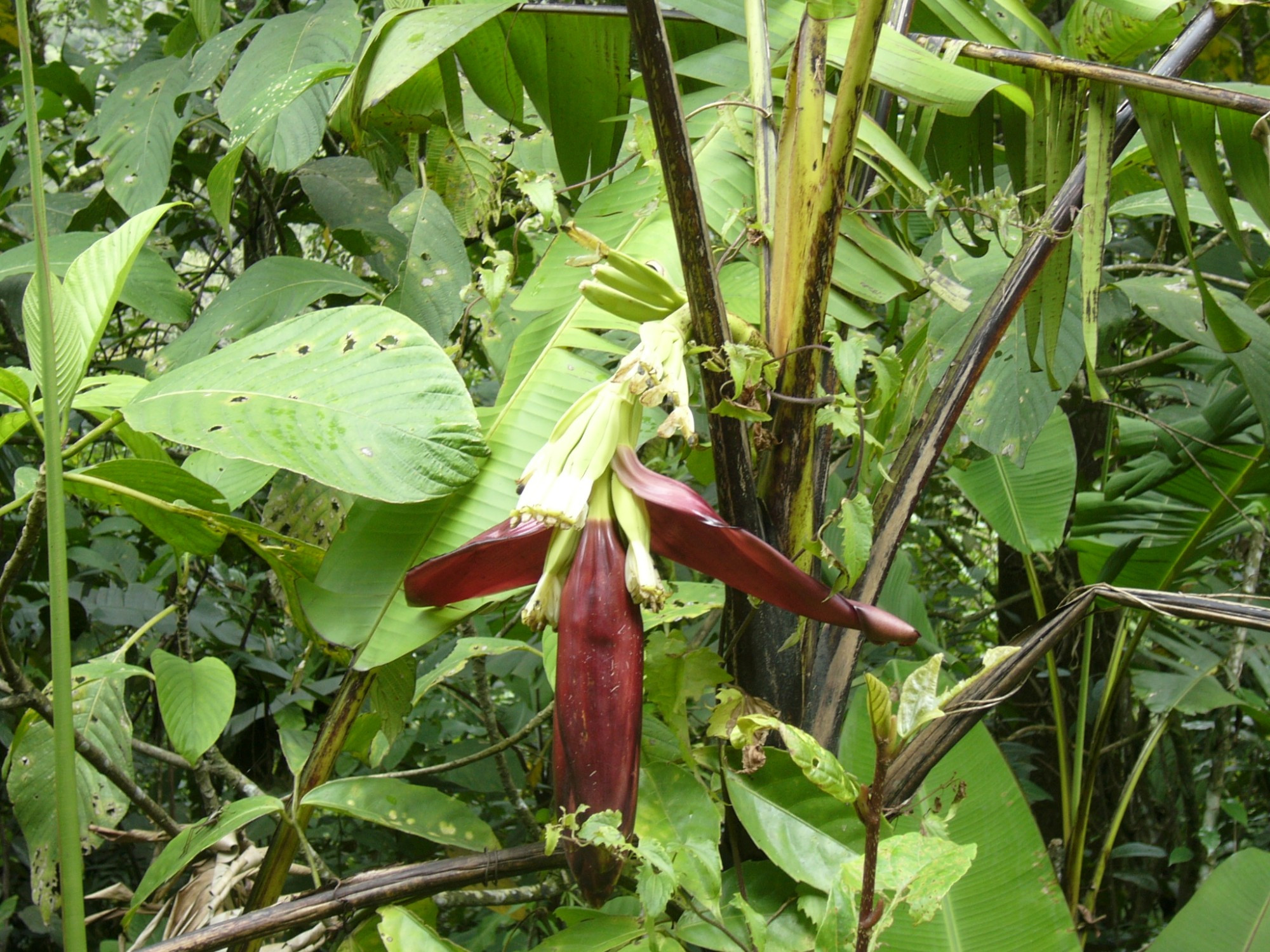 Malaysia