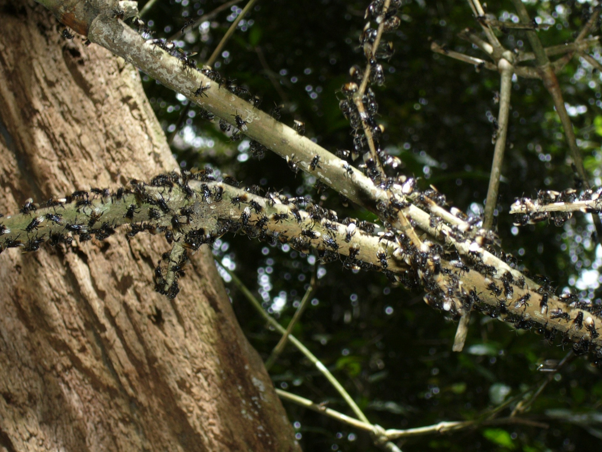 Malaysia