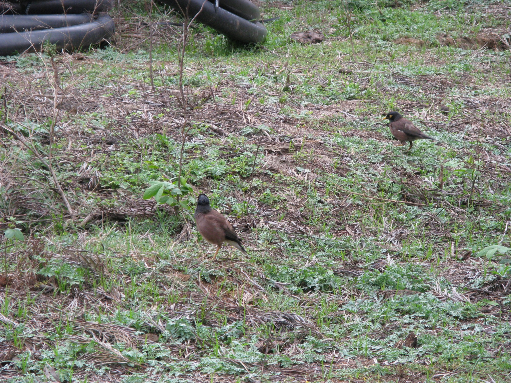 Bhutan