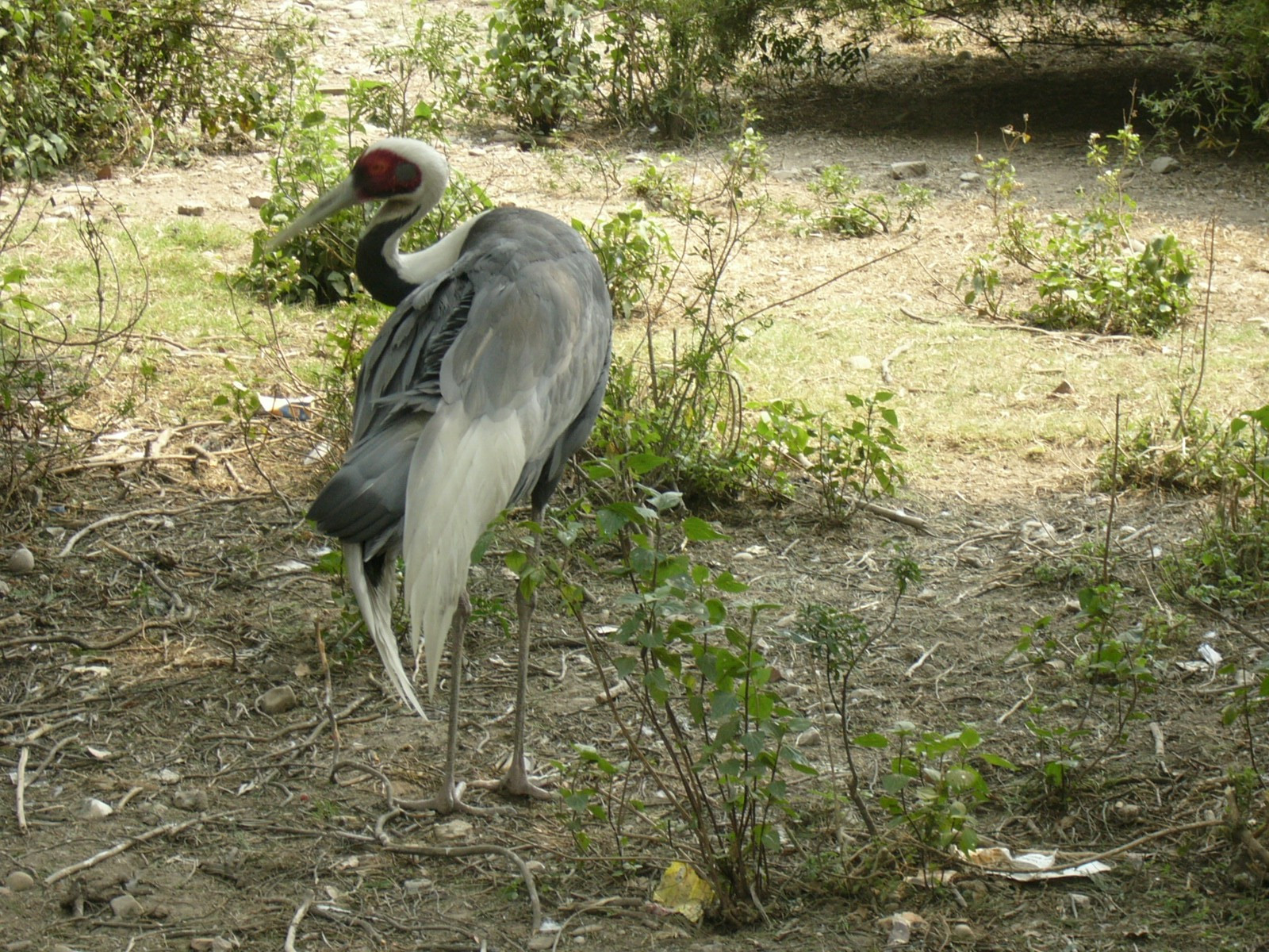 Nepal