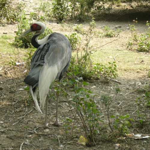 Nepal