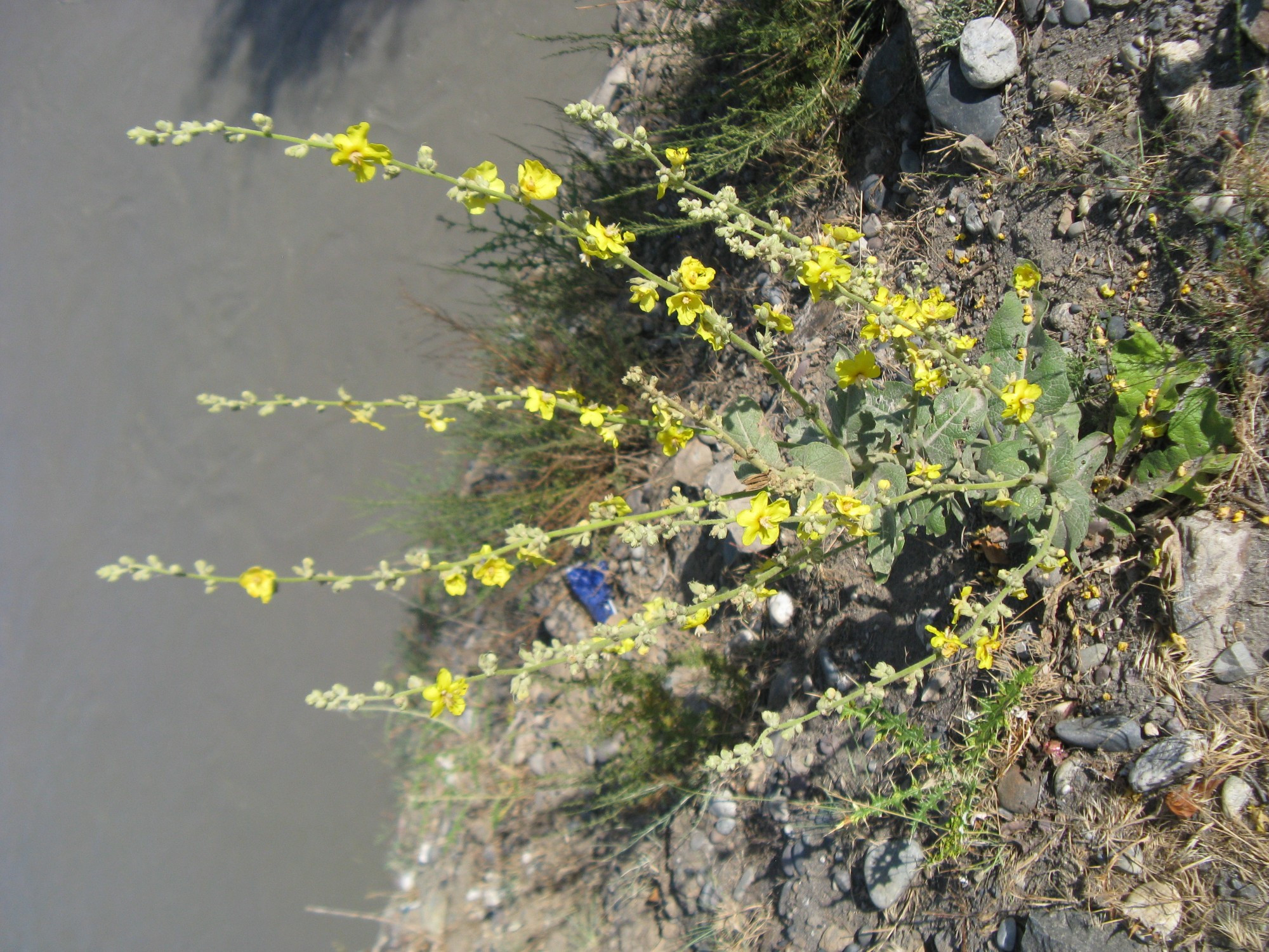 Tajikistan