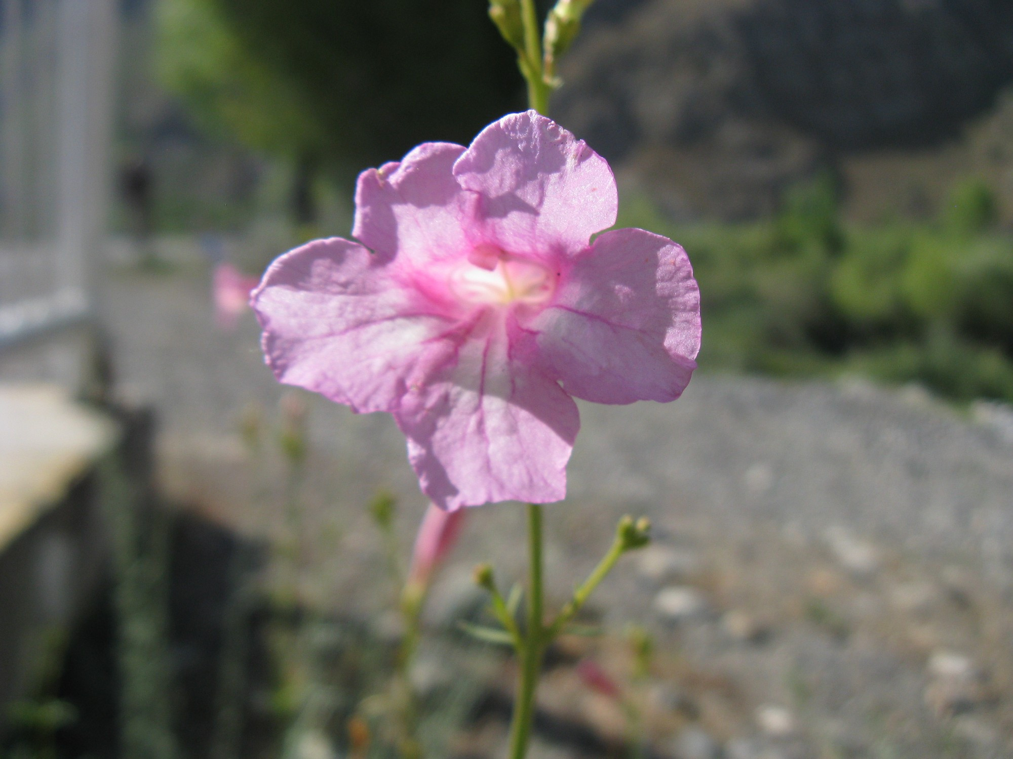 Tajikistan