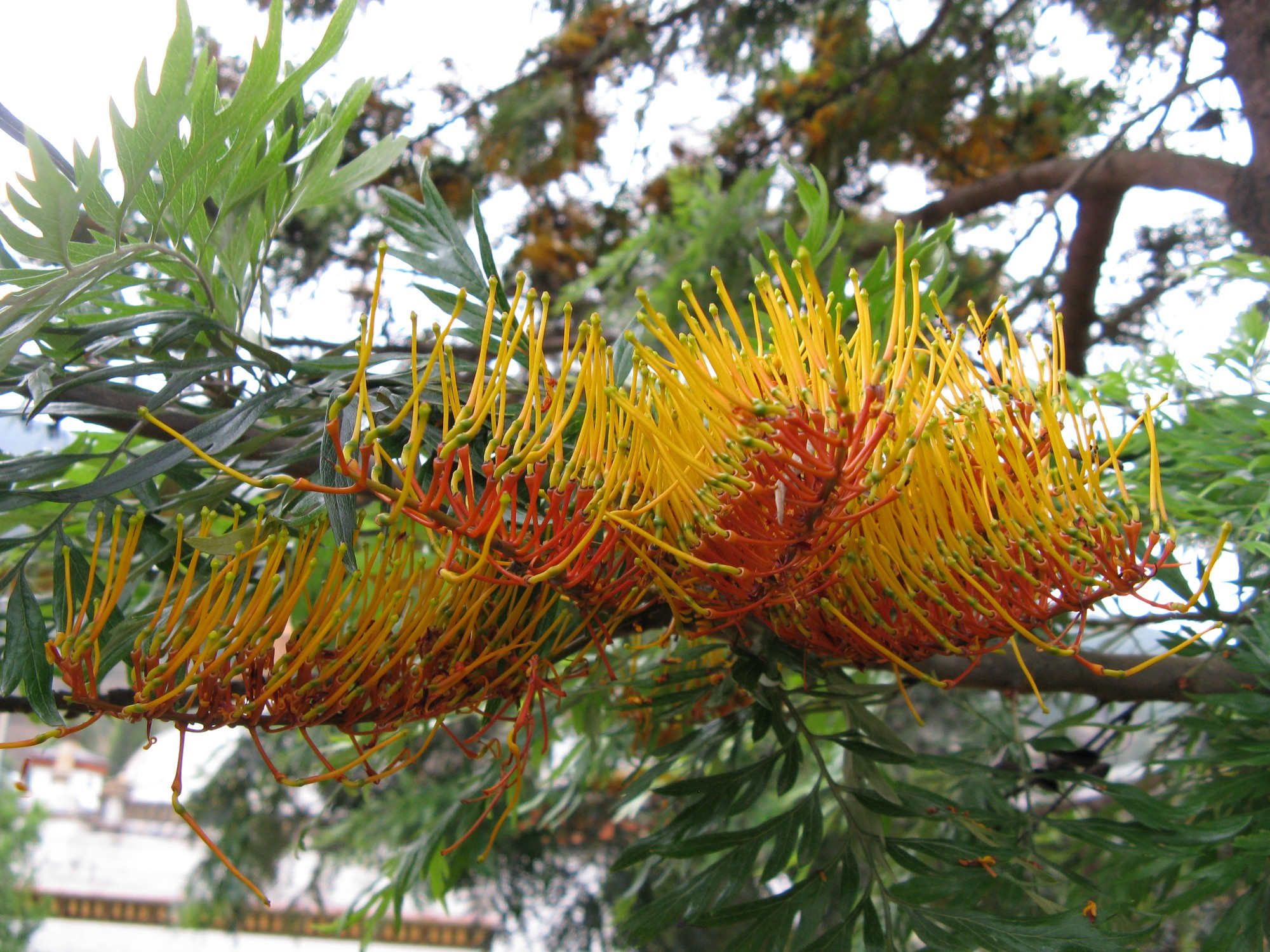 Bhutan