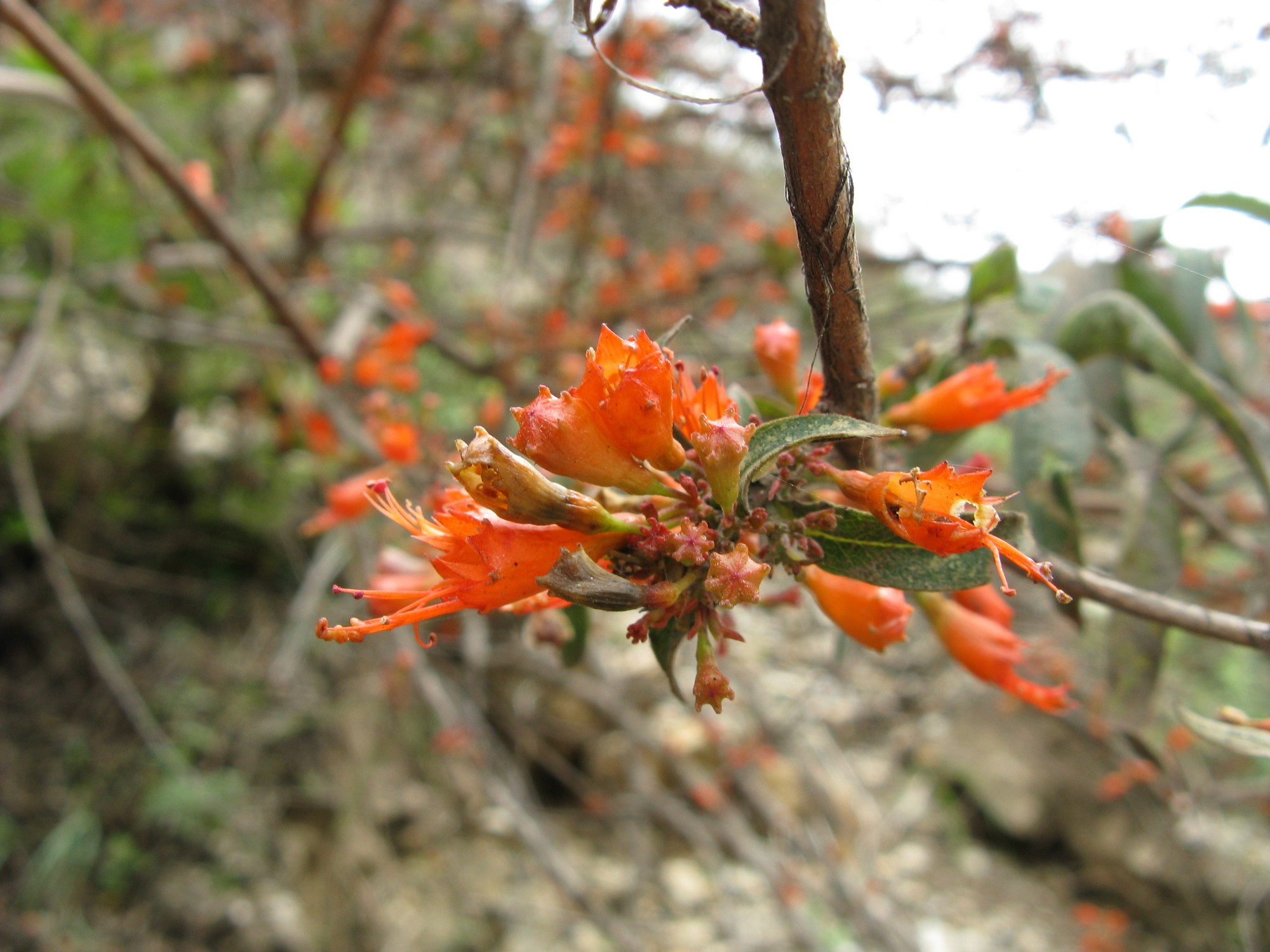 Bhutan