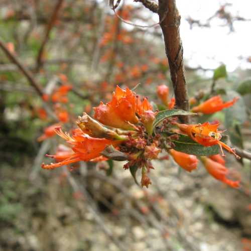 Bhutan