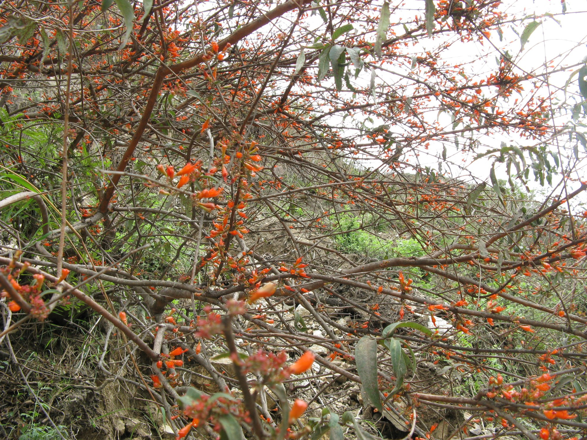 Bhutan