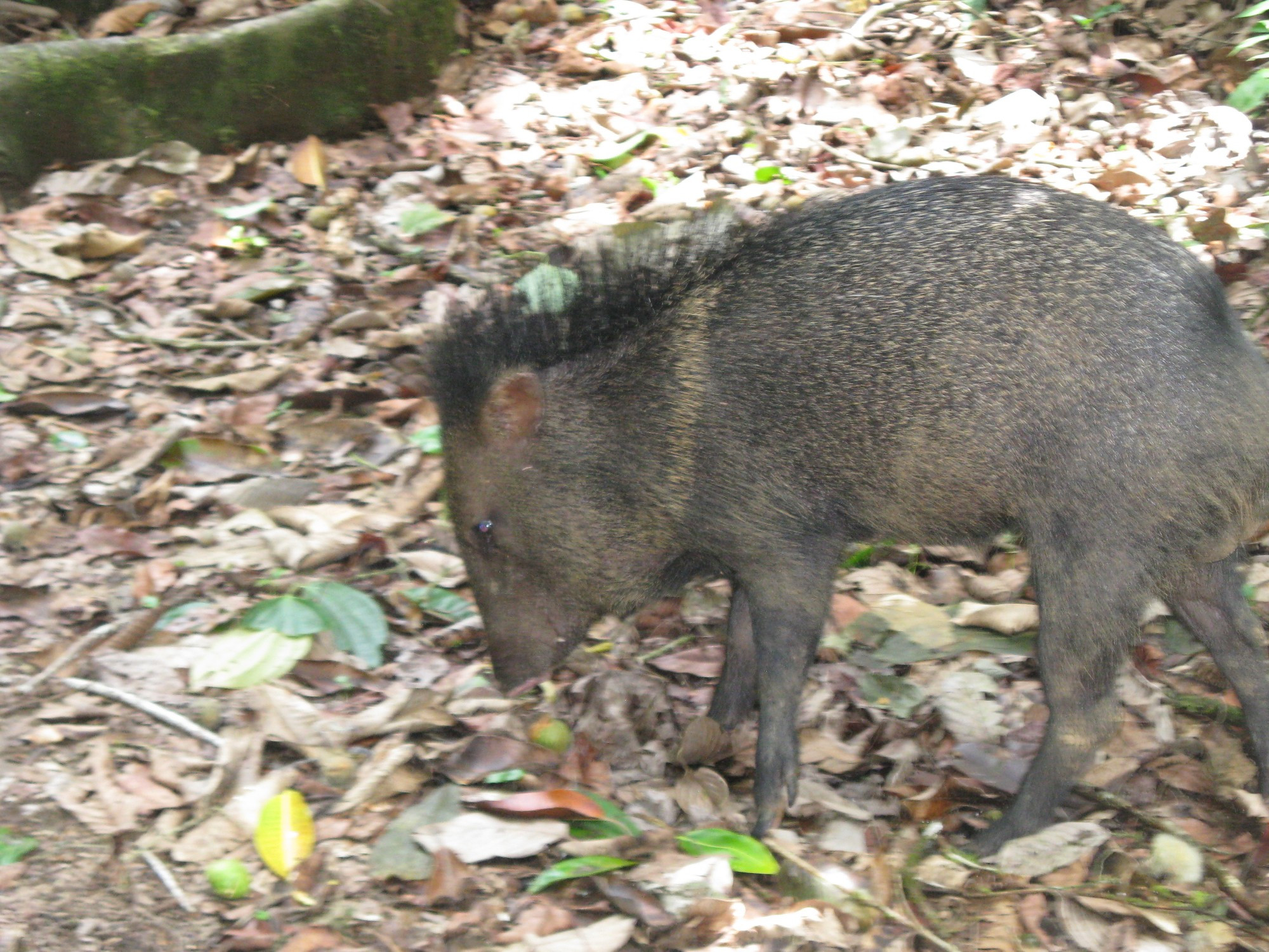 Costa Rica