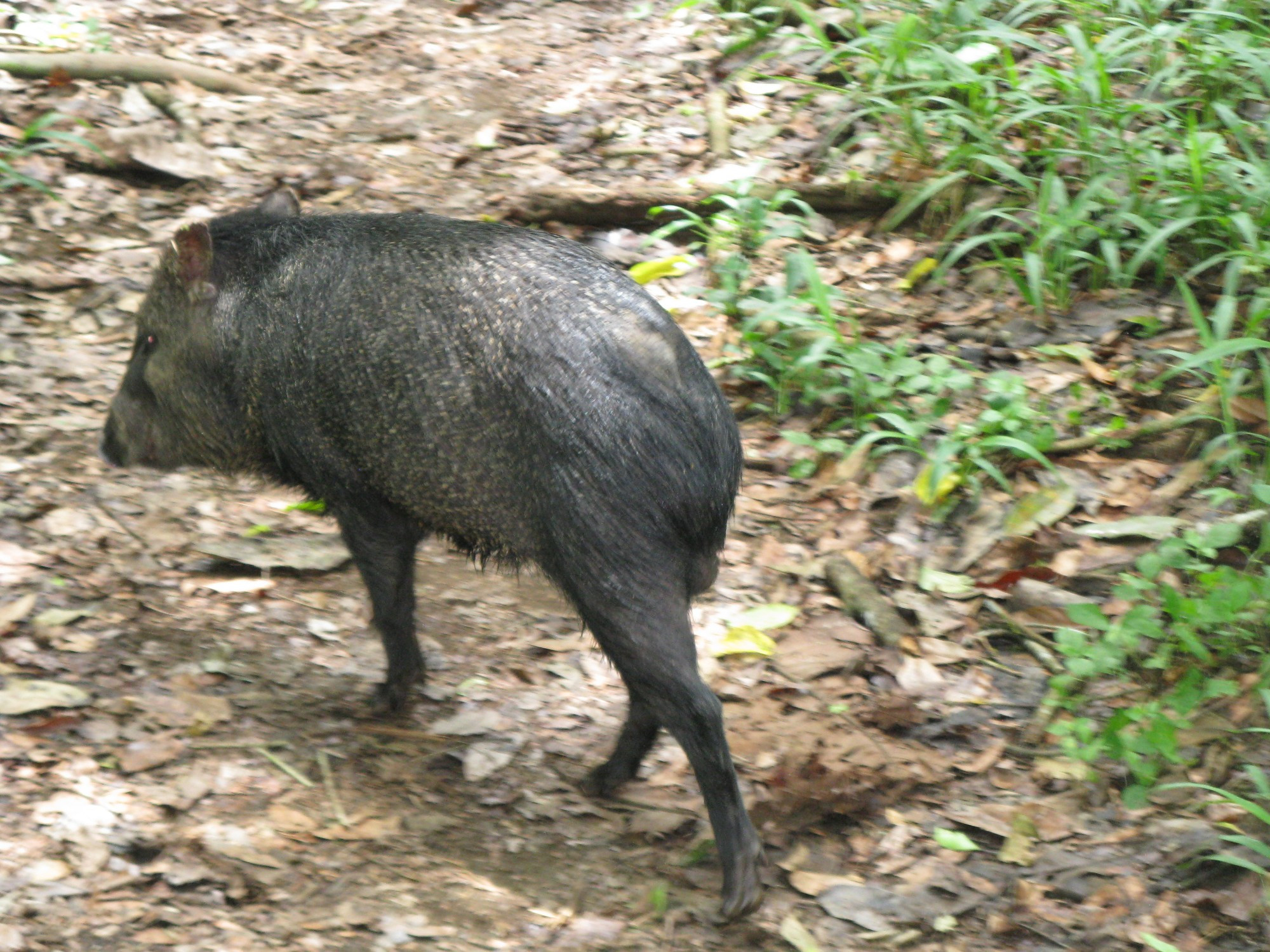 Costa Rica