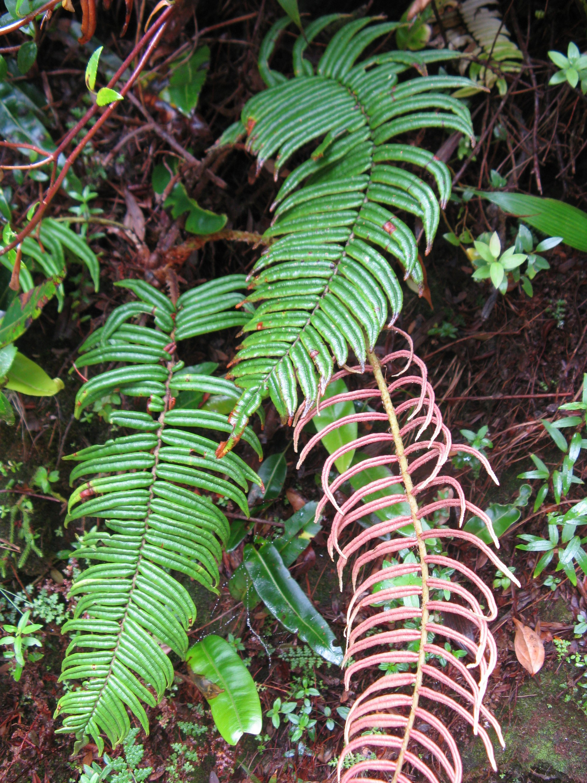 Costa Rica