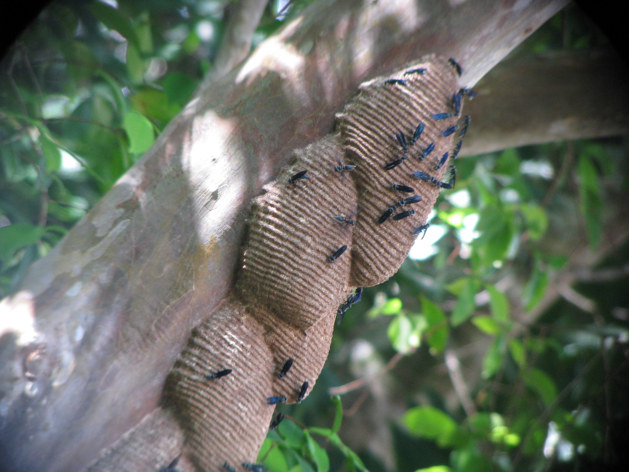 Costa Rica