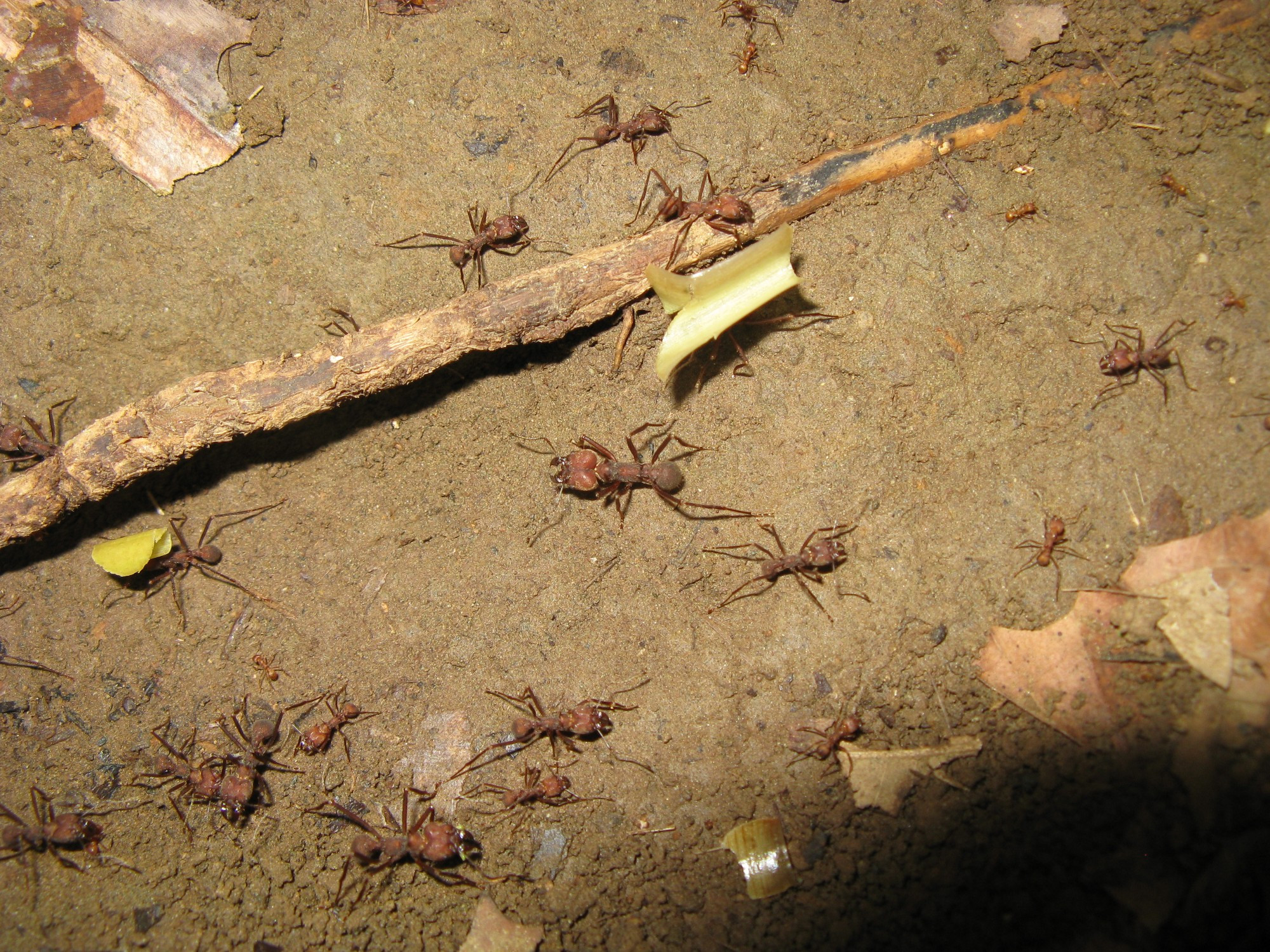 Costa Rica