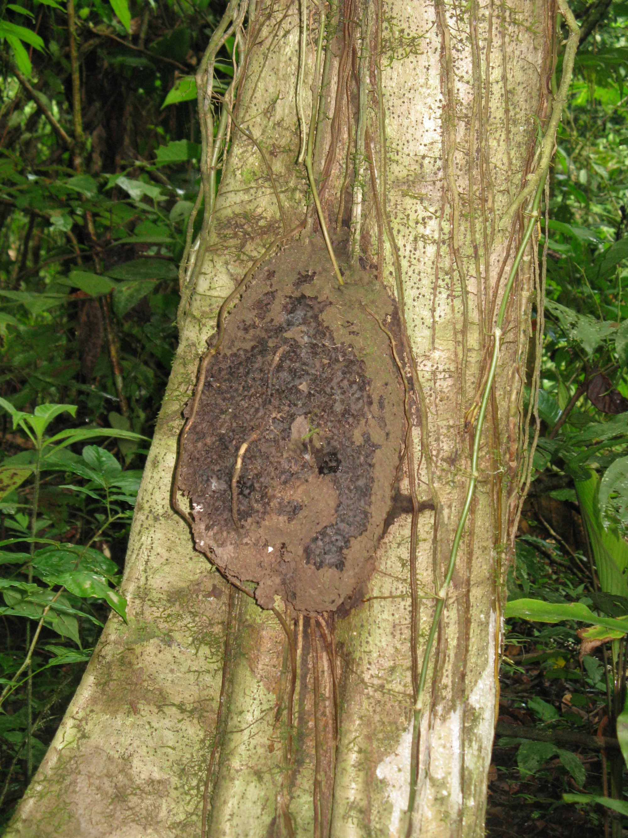 Costa Rica