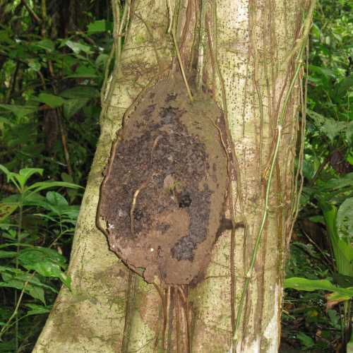 Costa Rica