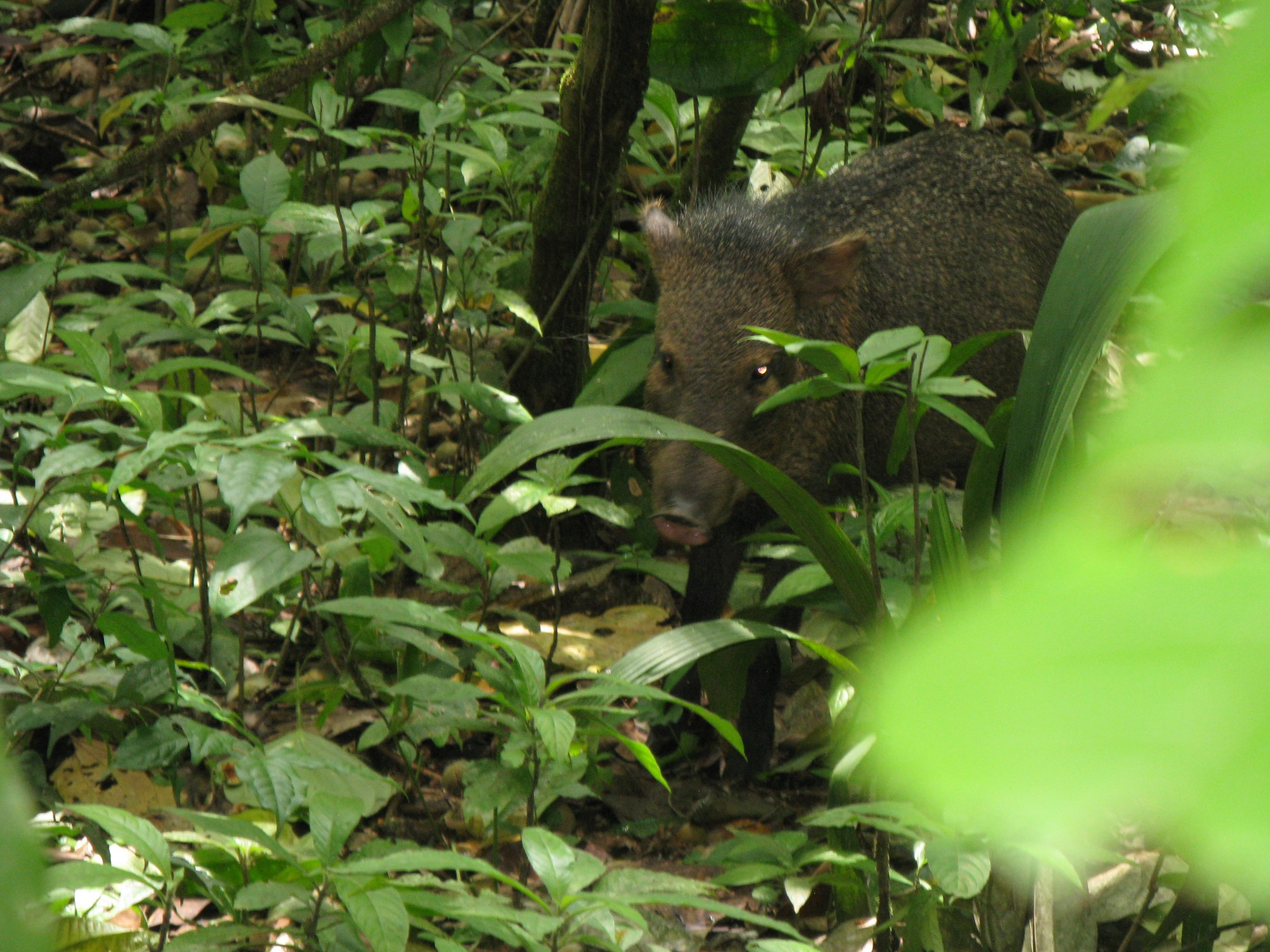 Costa Rica