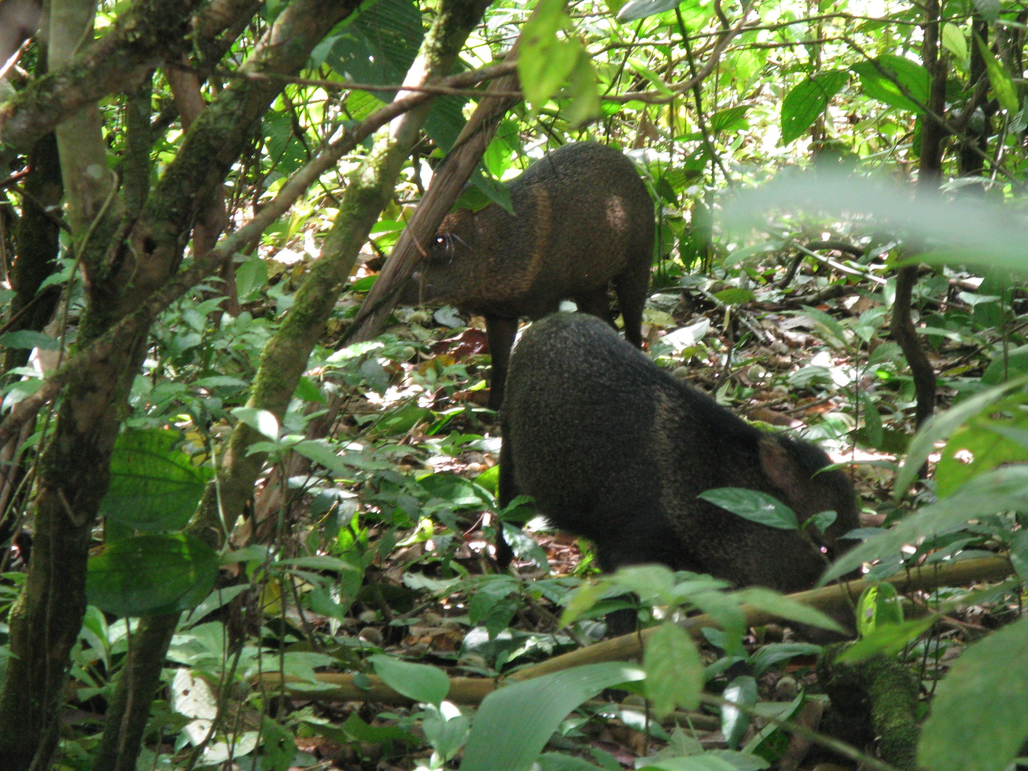 Costa Rica