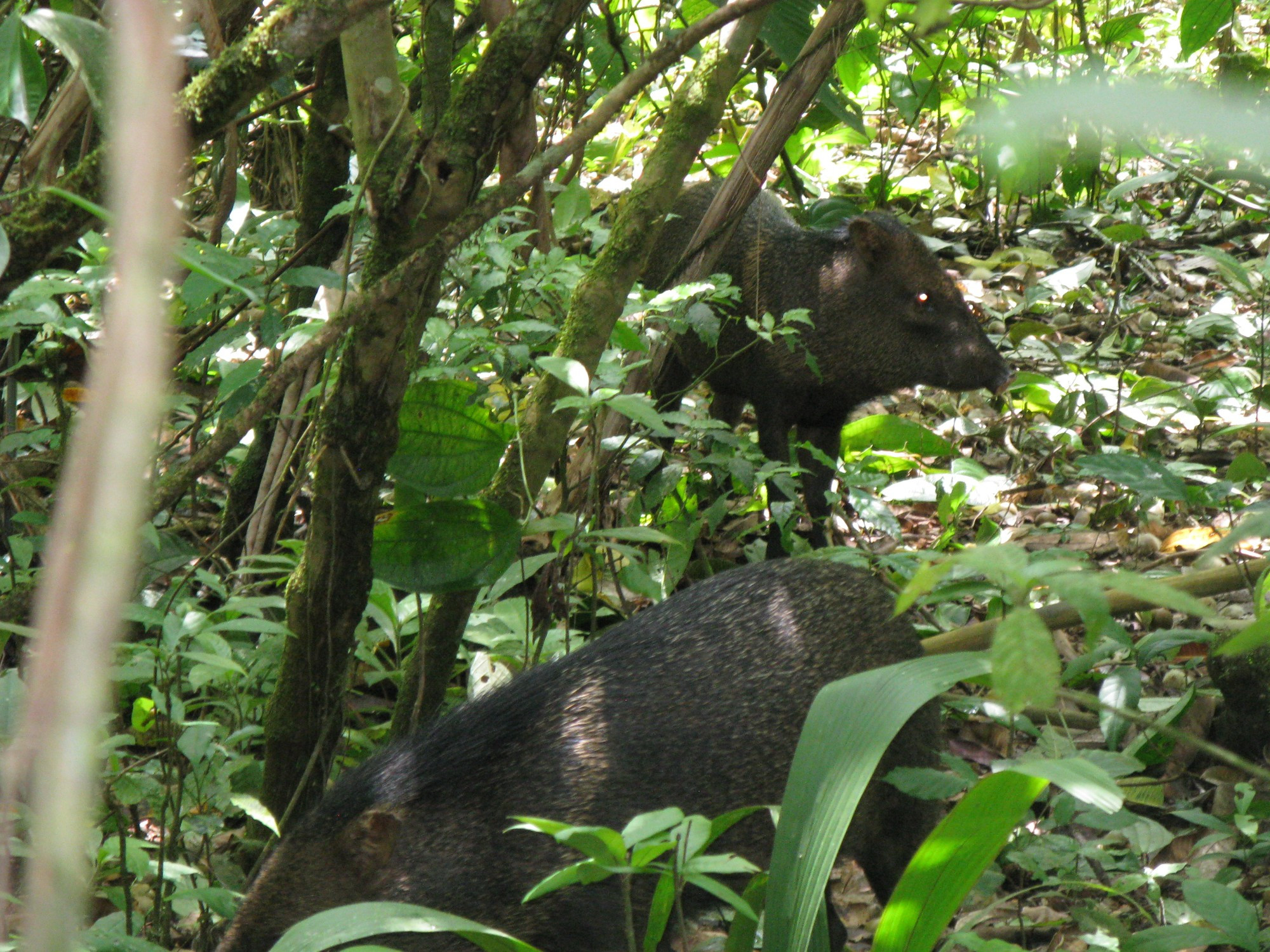 Costa Rica