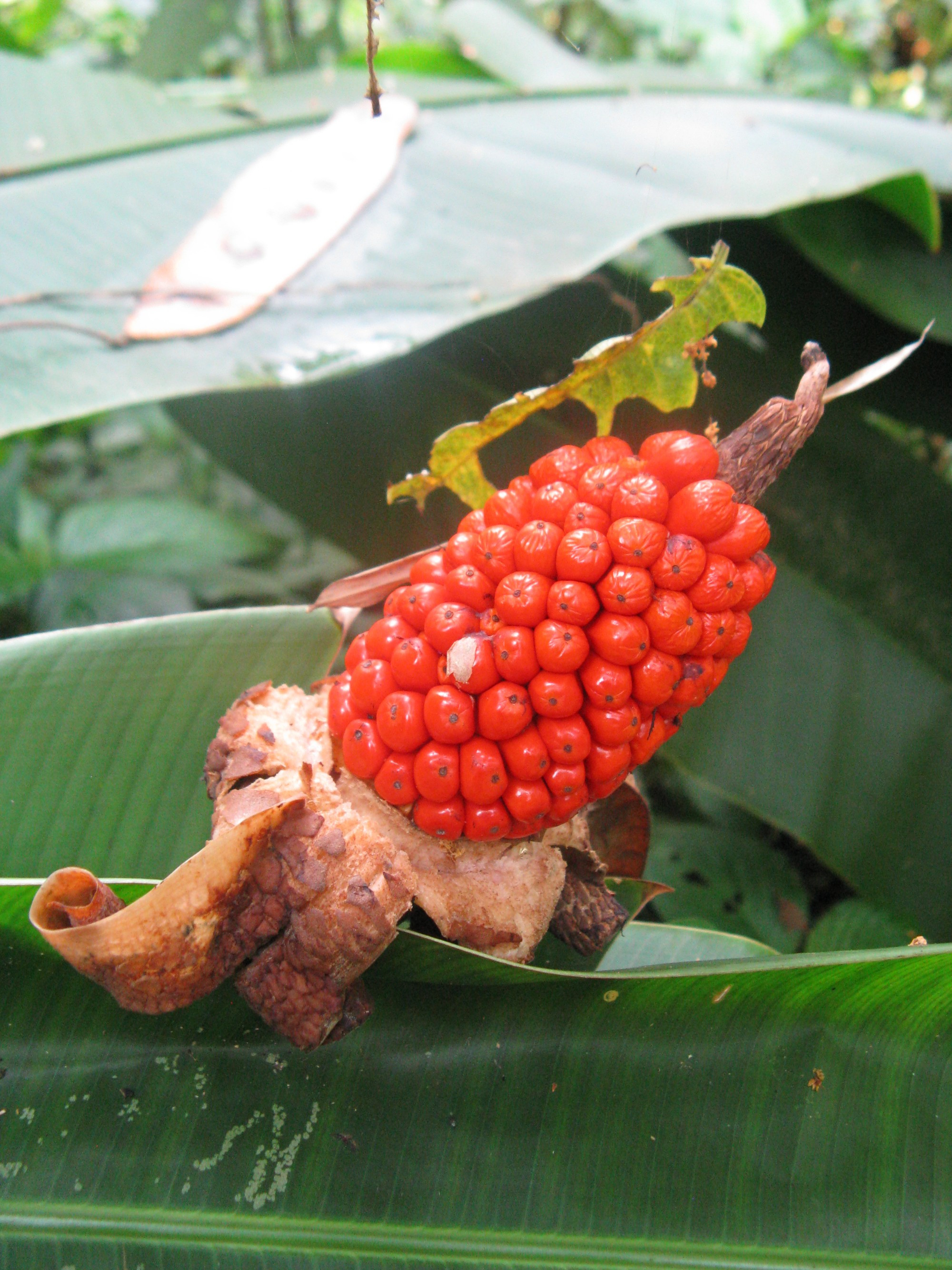 Laos