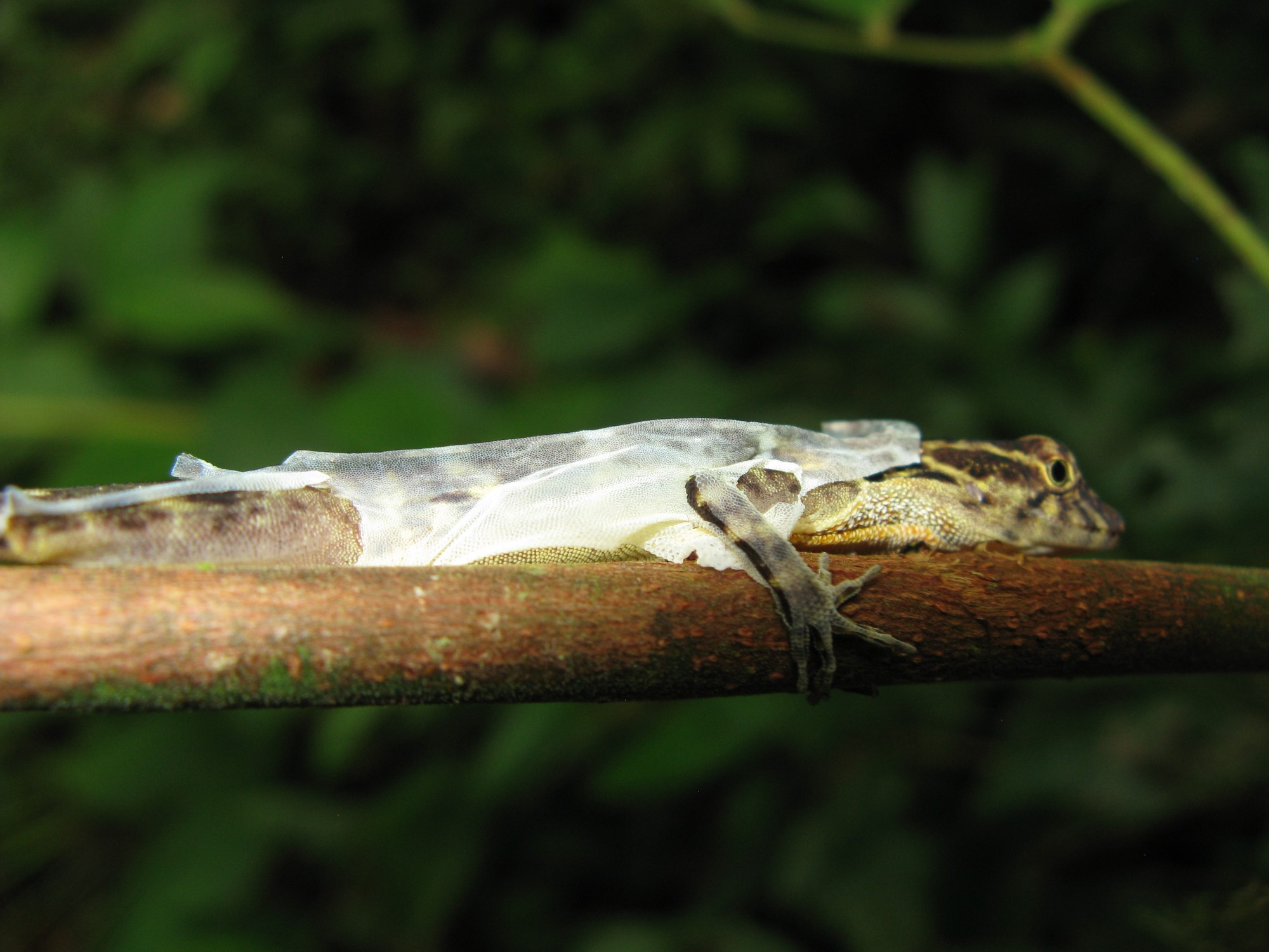 Costa Rica