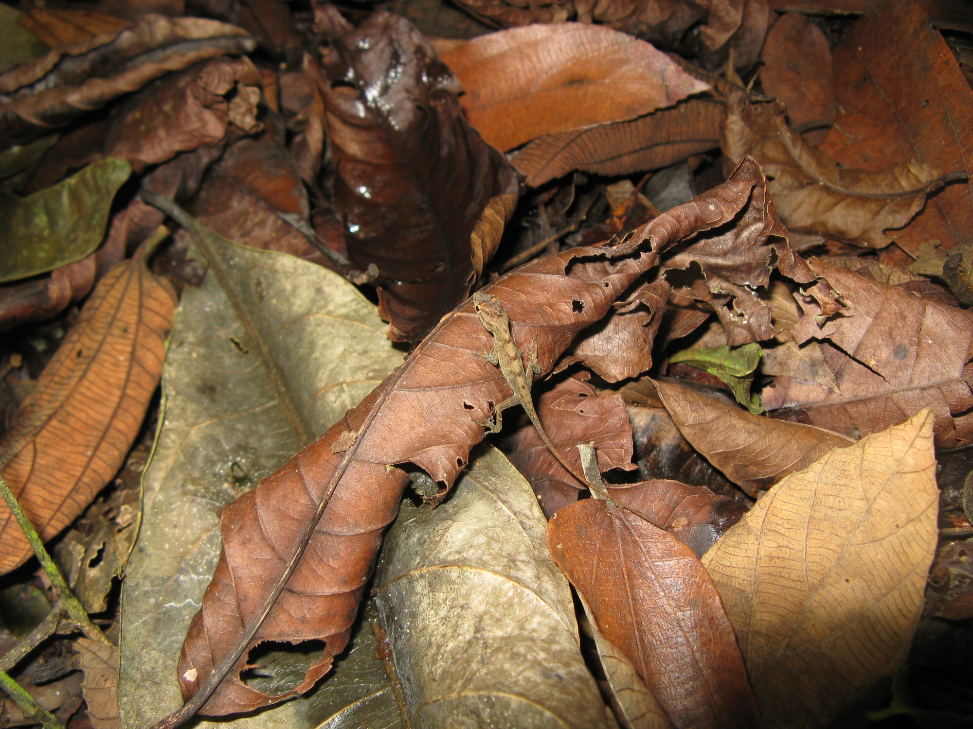 Costa Rica