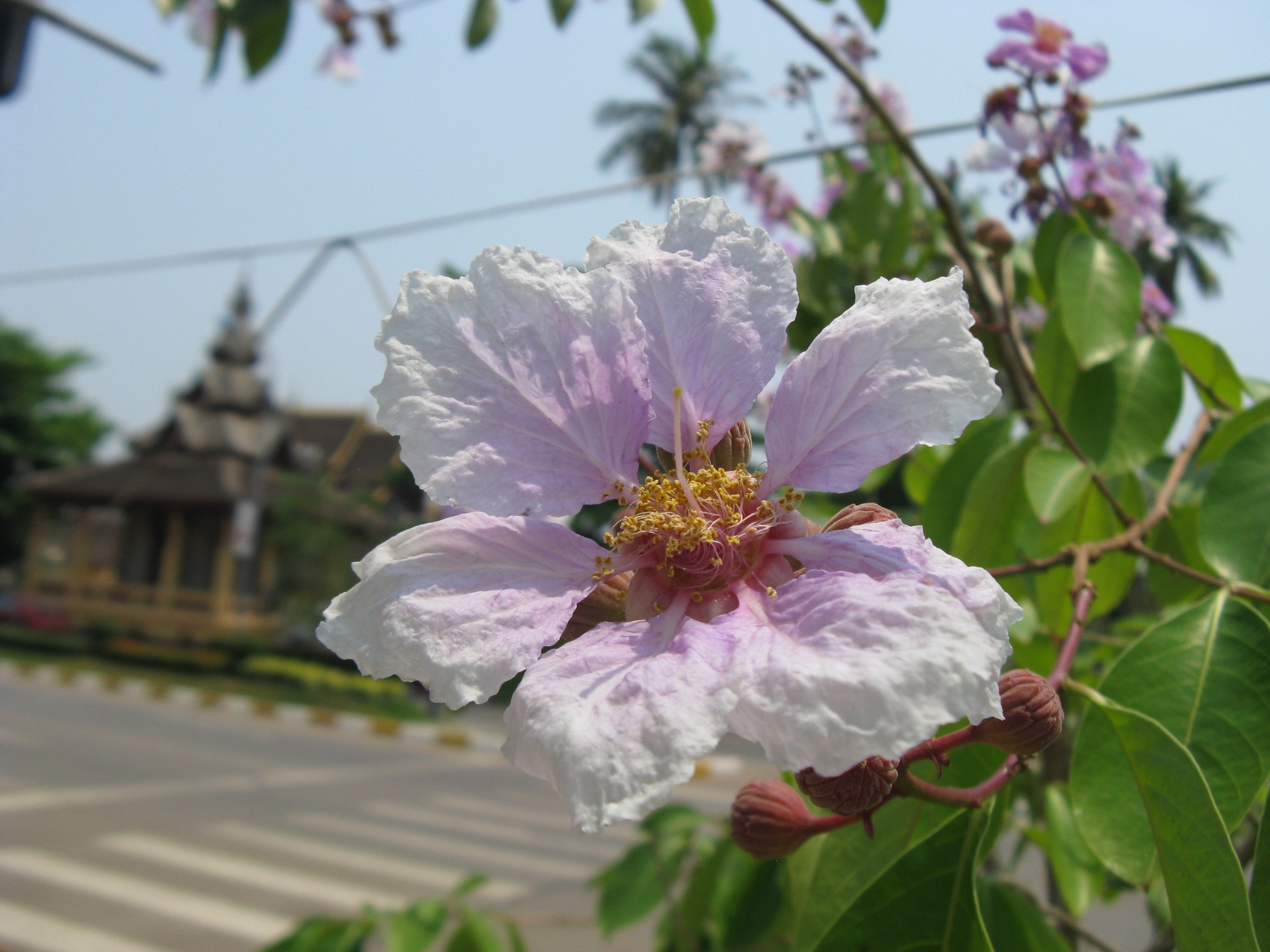 Laos