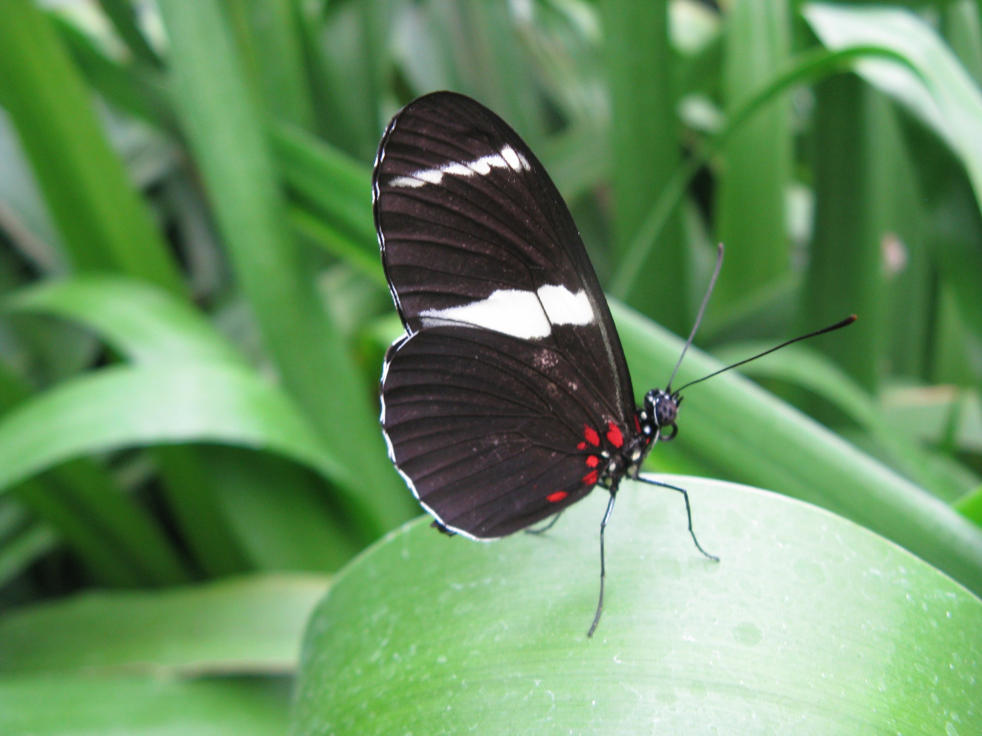 Costa Rica