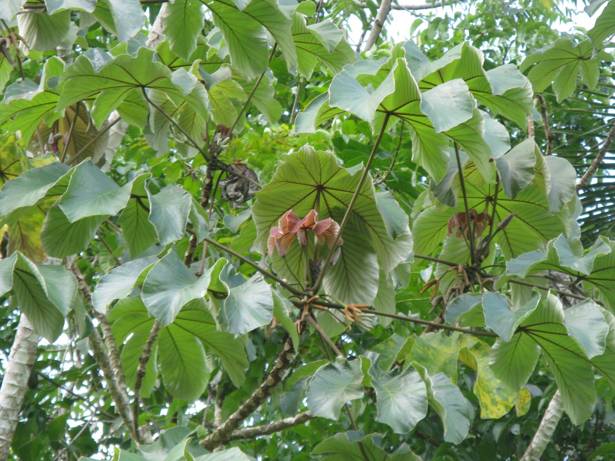 Costa Rica