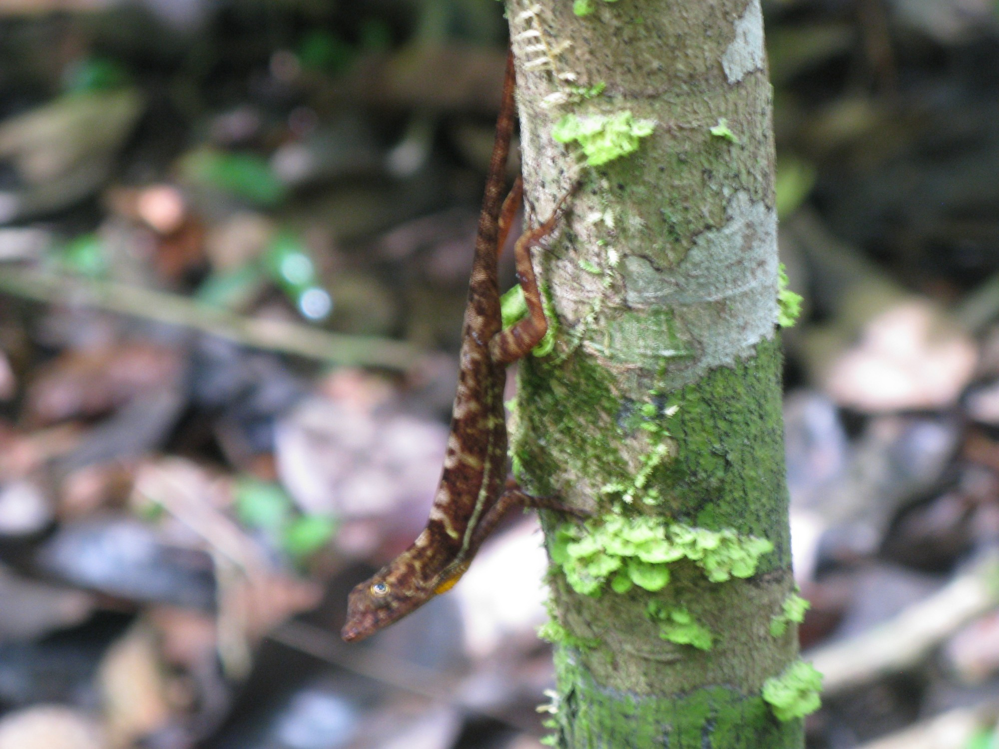 Costa Rica