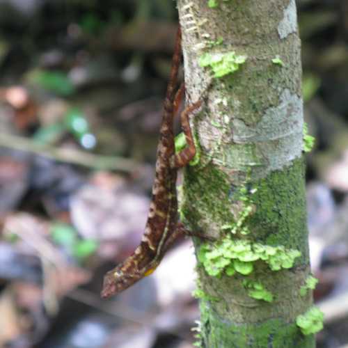 Costa Rica