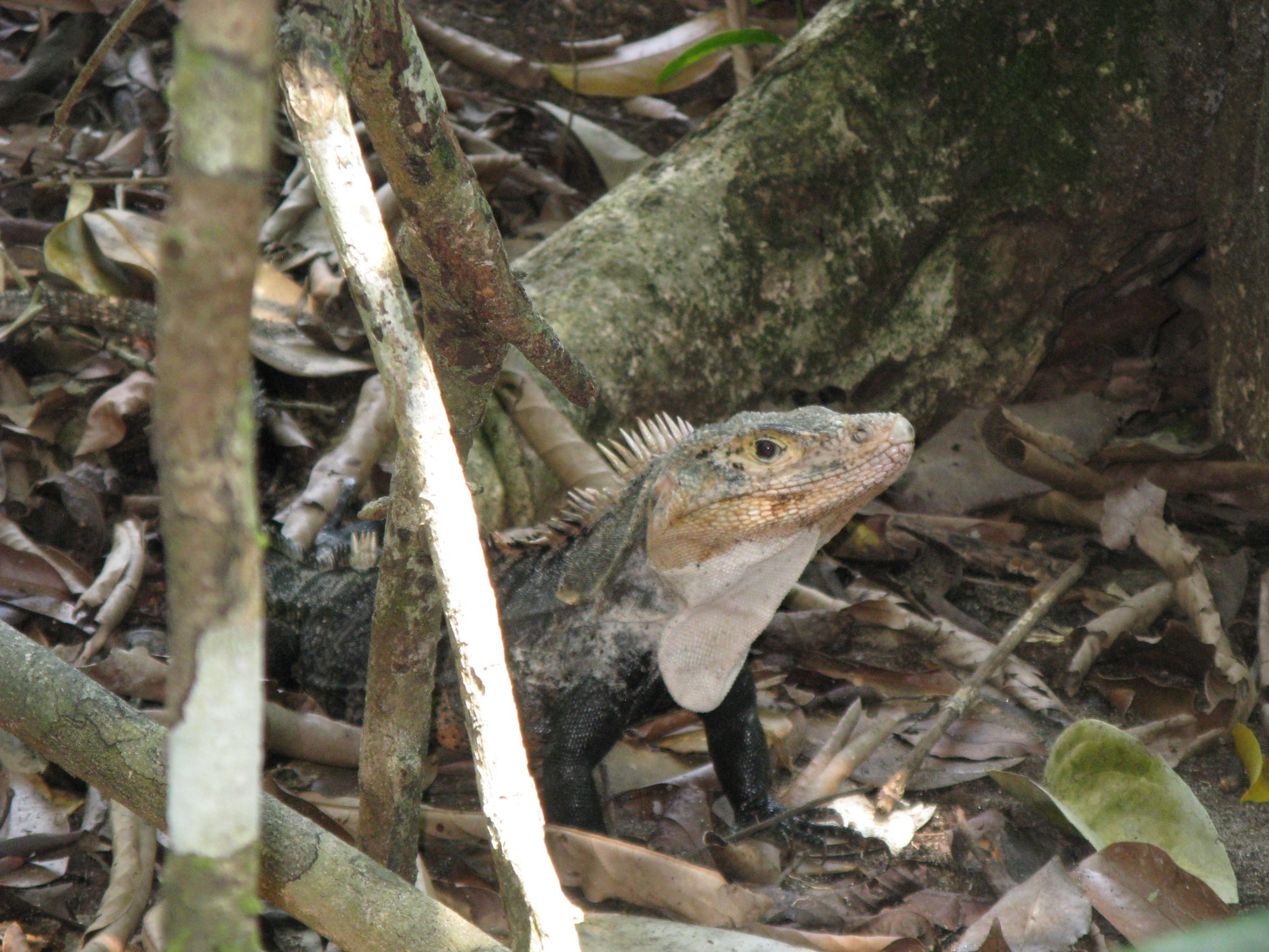 Costa Rica