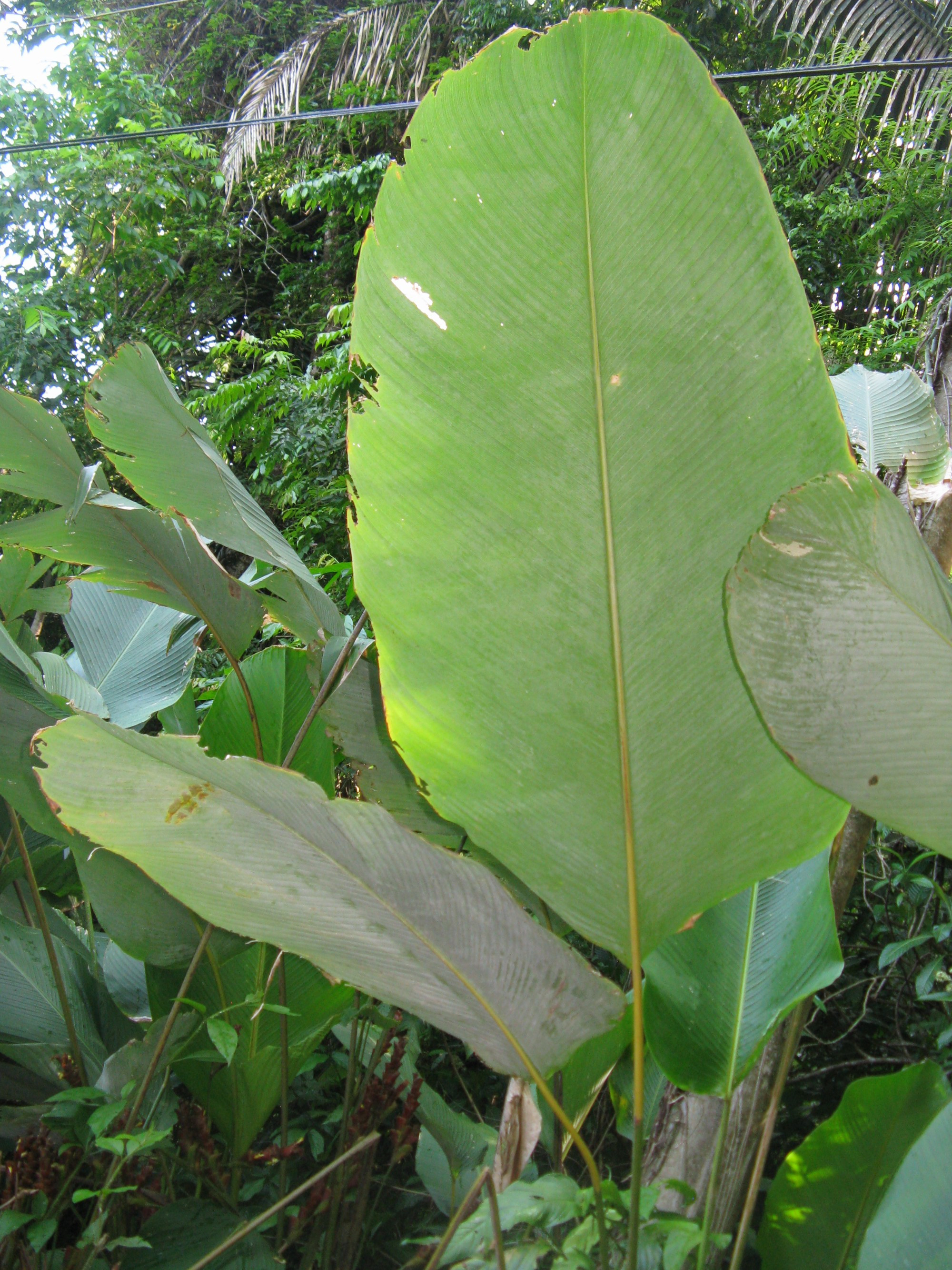 Costa Rica