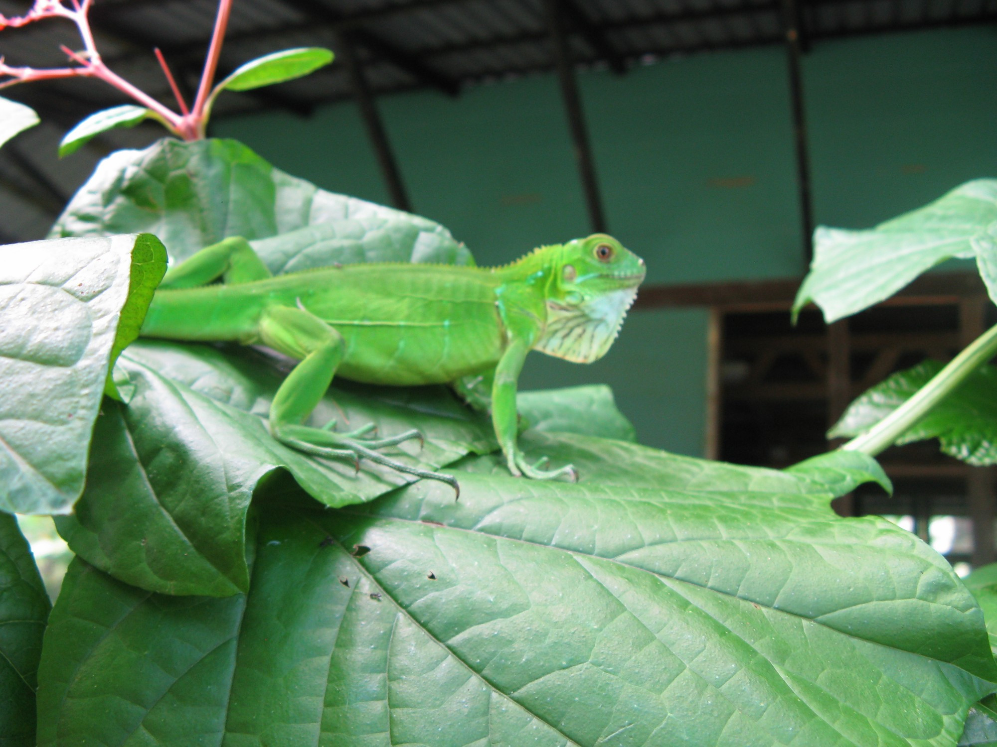 Costa Rica