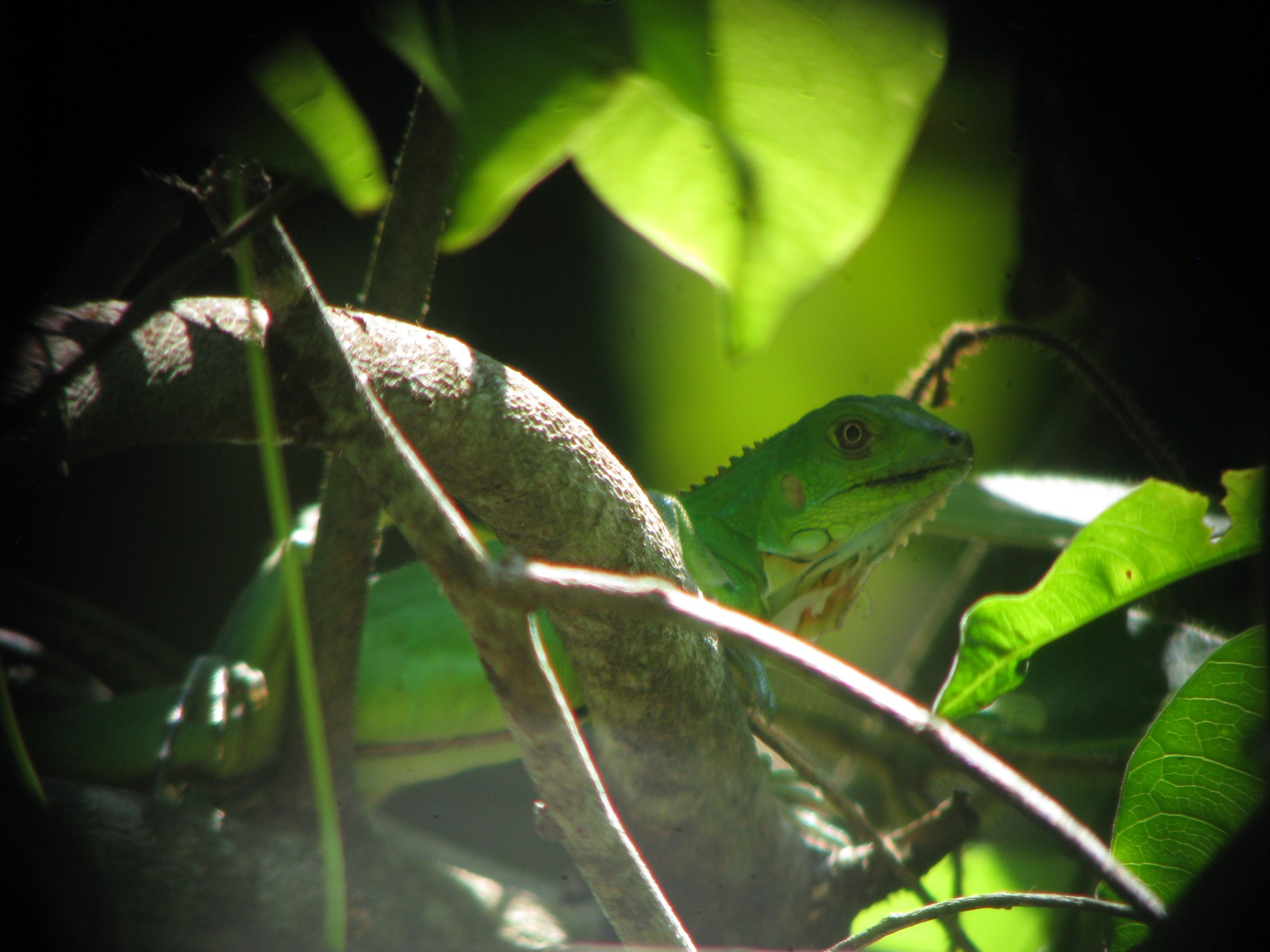 Costa Rica