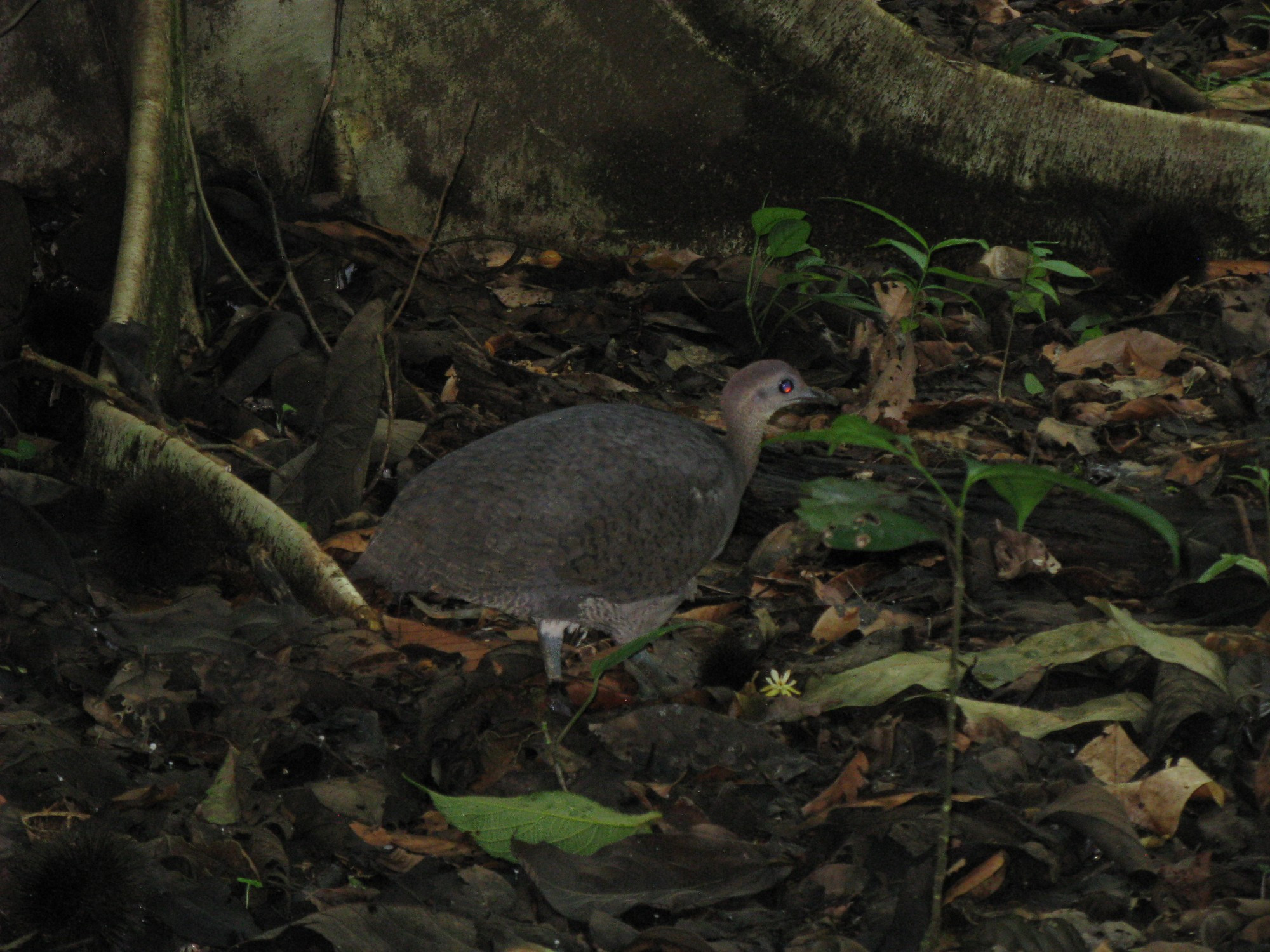 Costa Rica