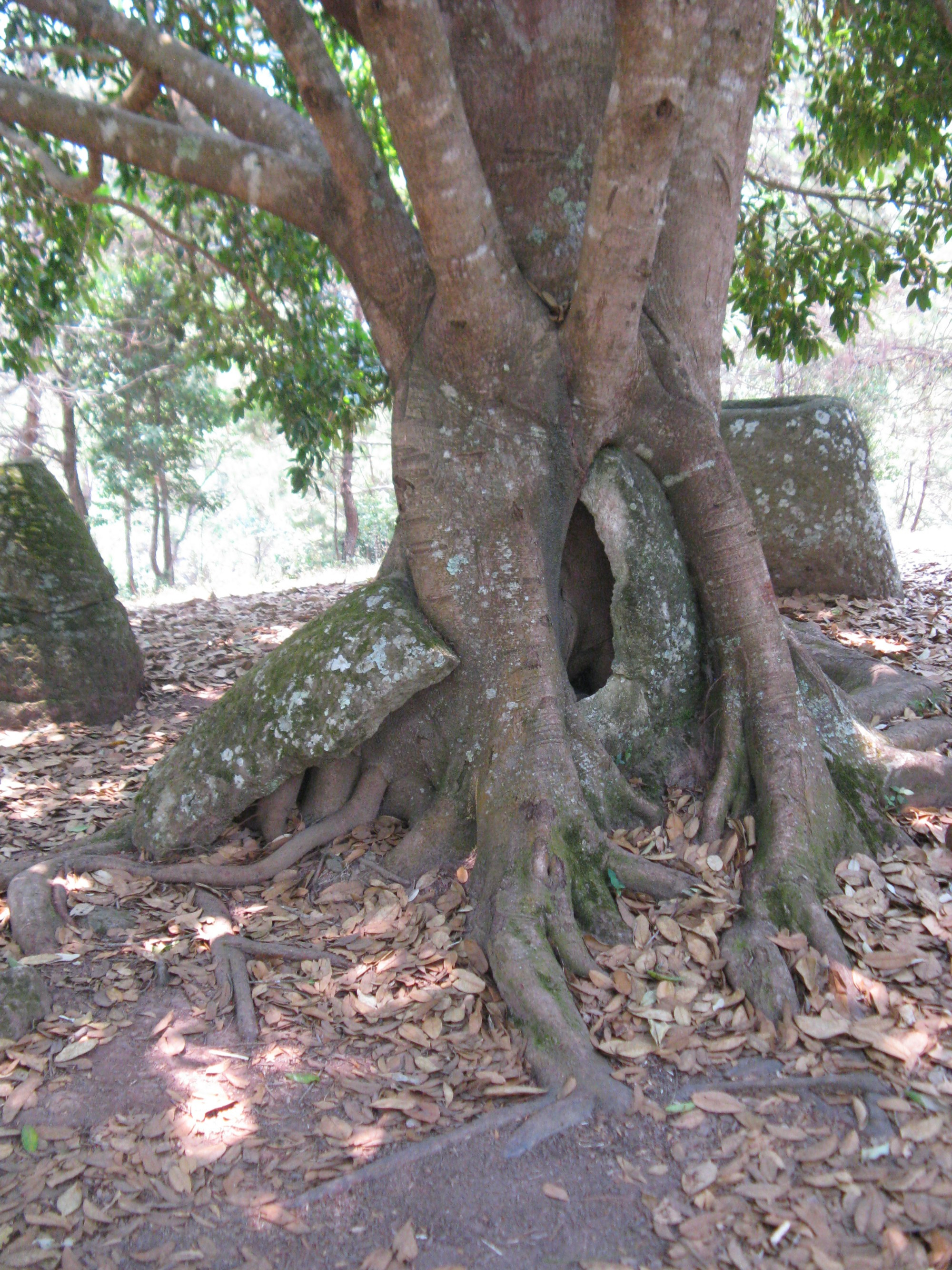 Laos