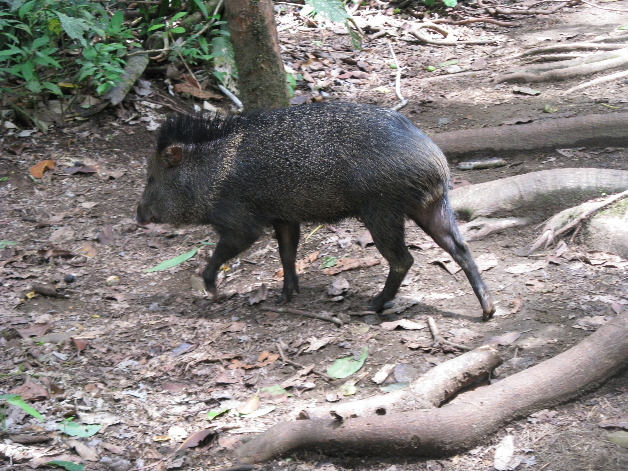 Costa Rica