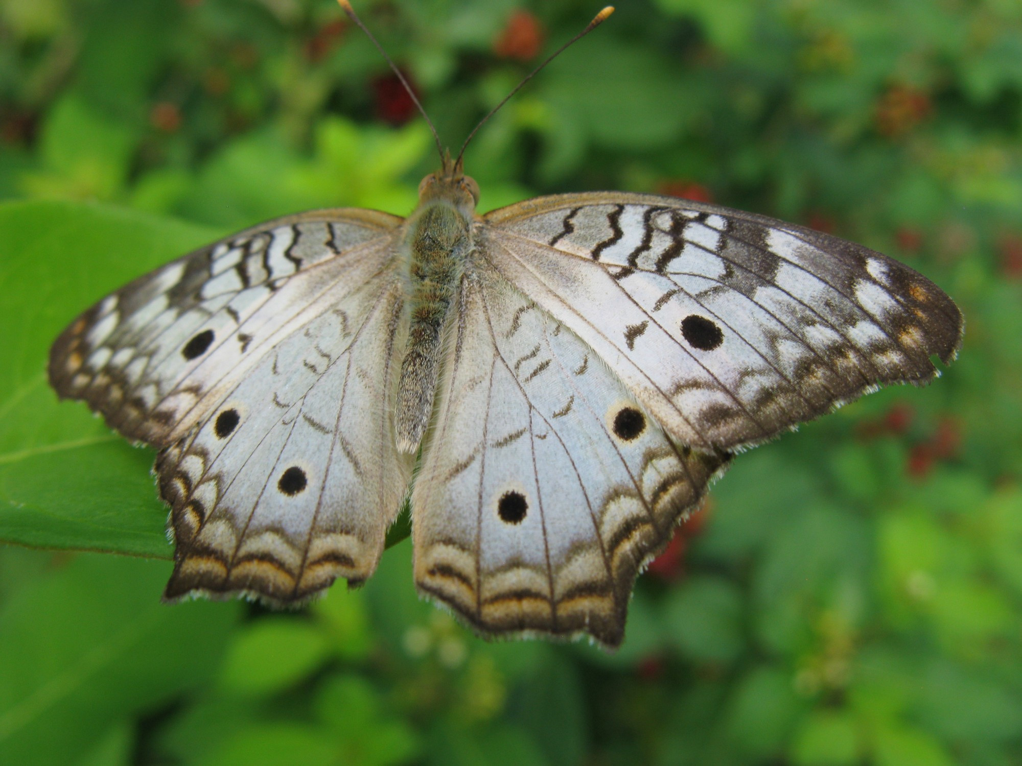 Costa Rica