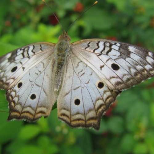 Costa Rica