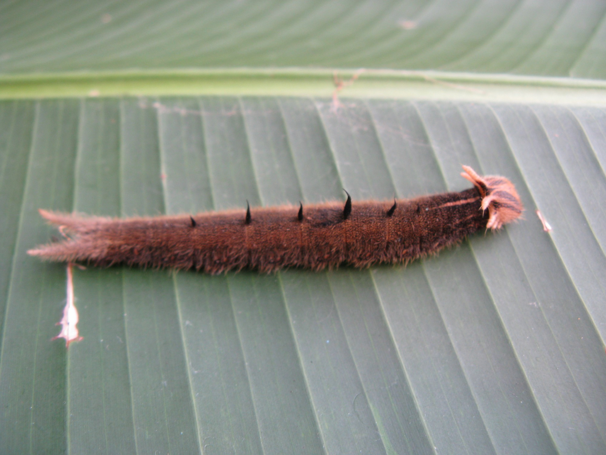 Costa Rica