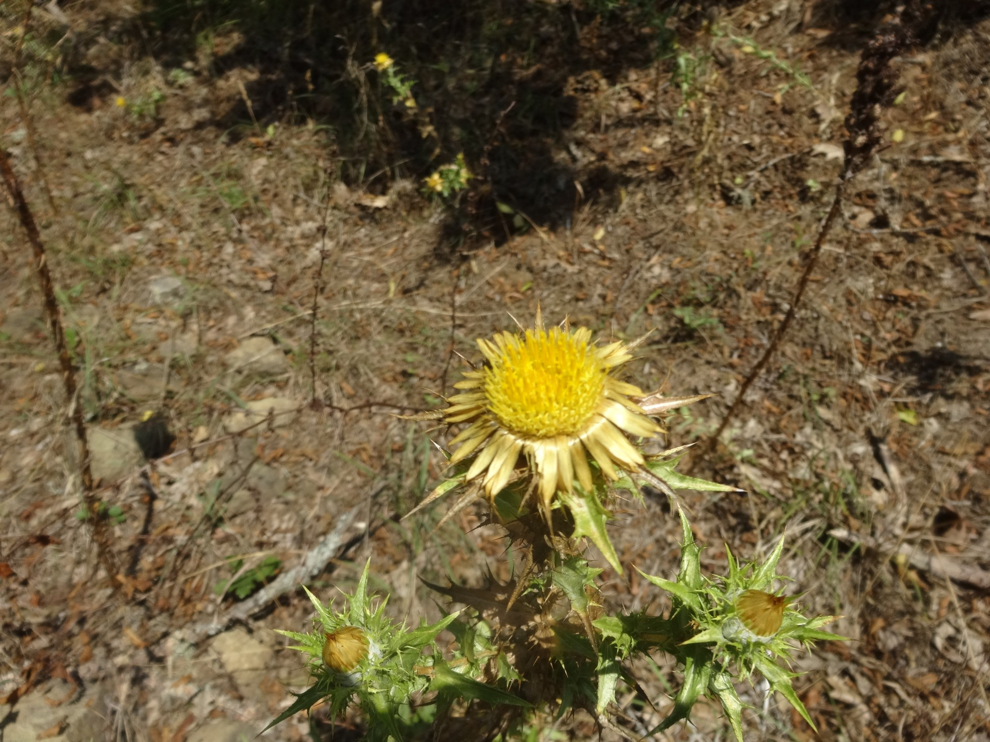 Bulgaria