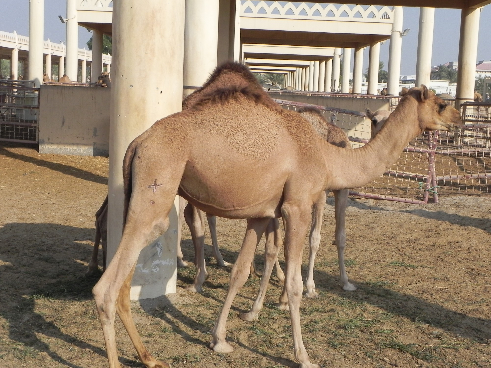 Bahrain