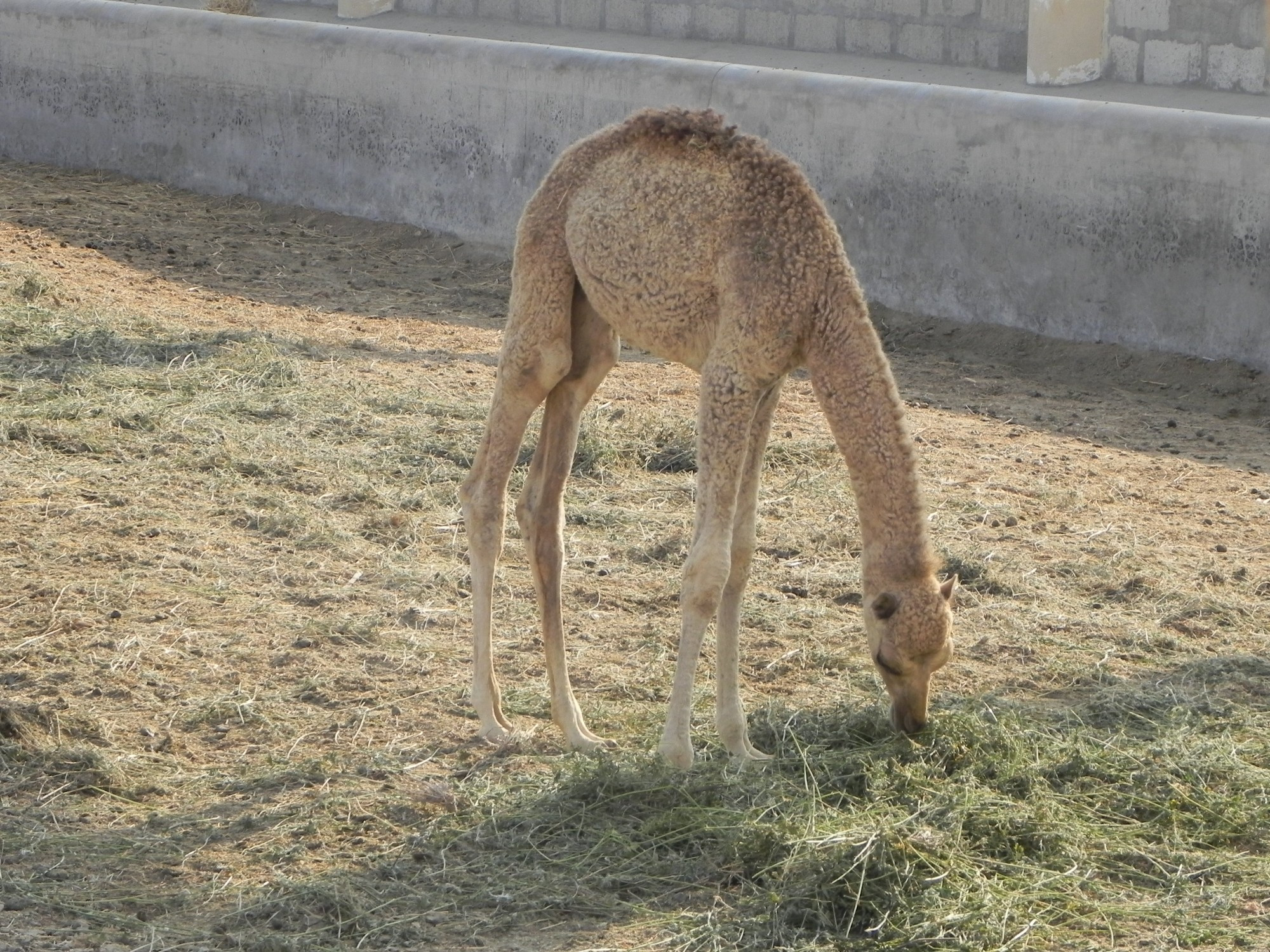 Bahrain