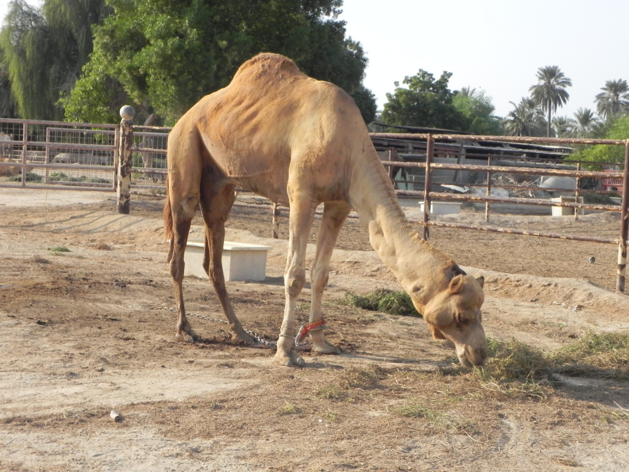 Bahrain