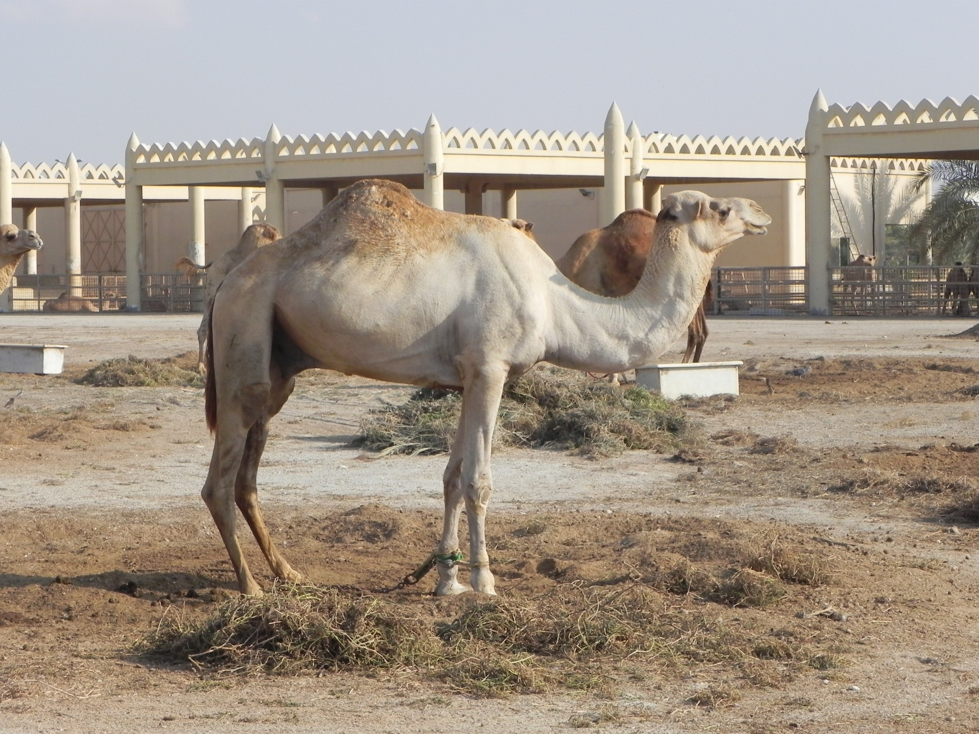 Bahrain