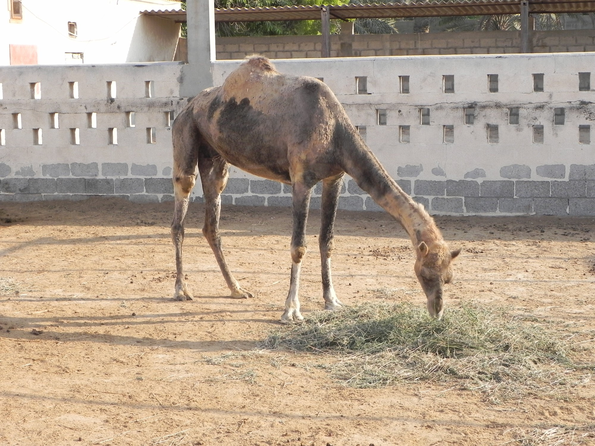 Bahrain