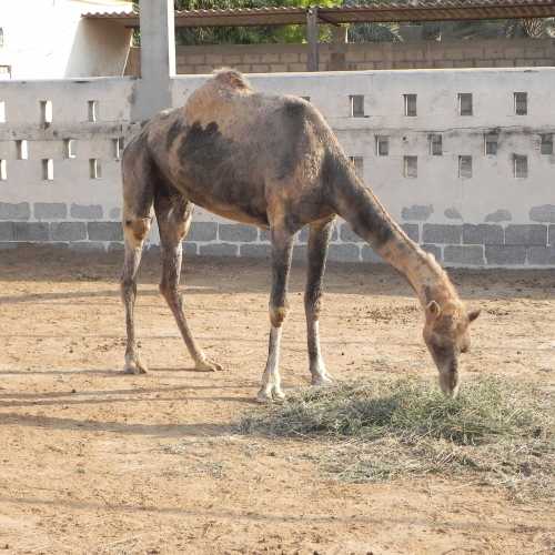 Bahrain