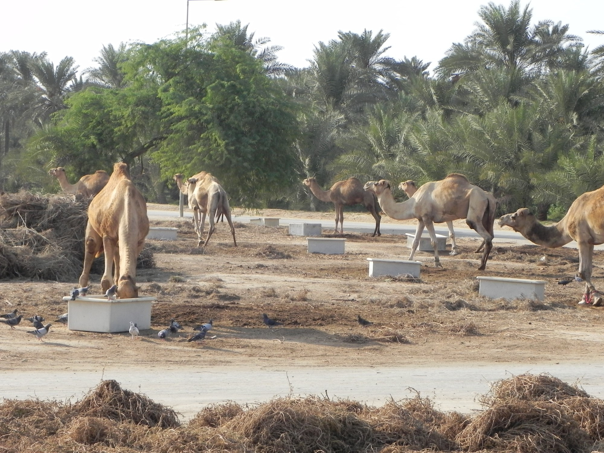 Bahrain