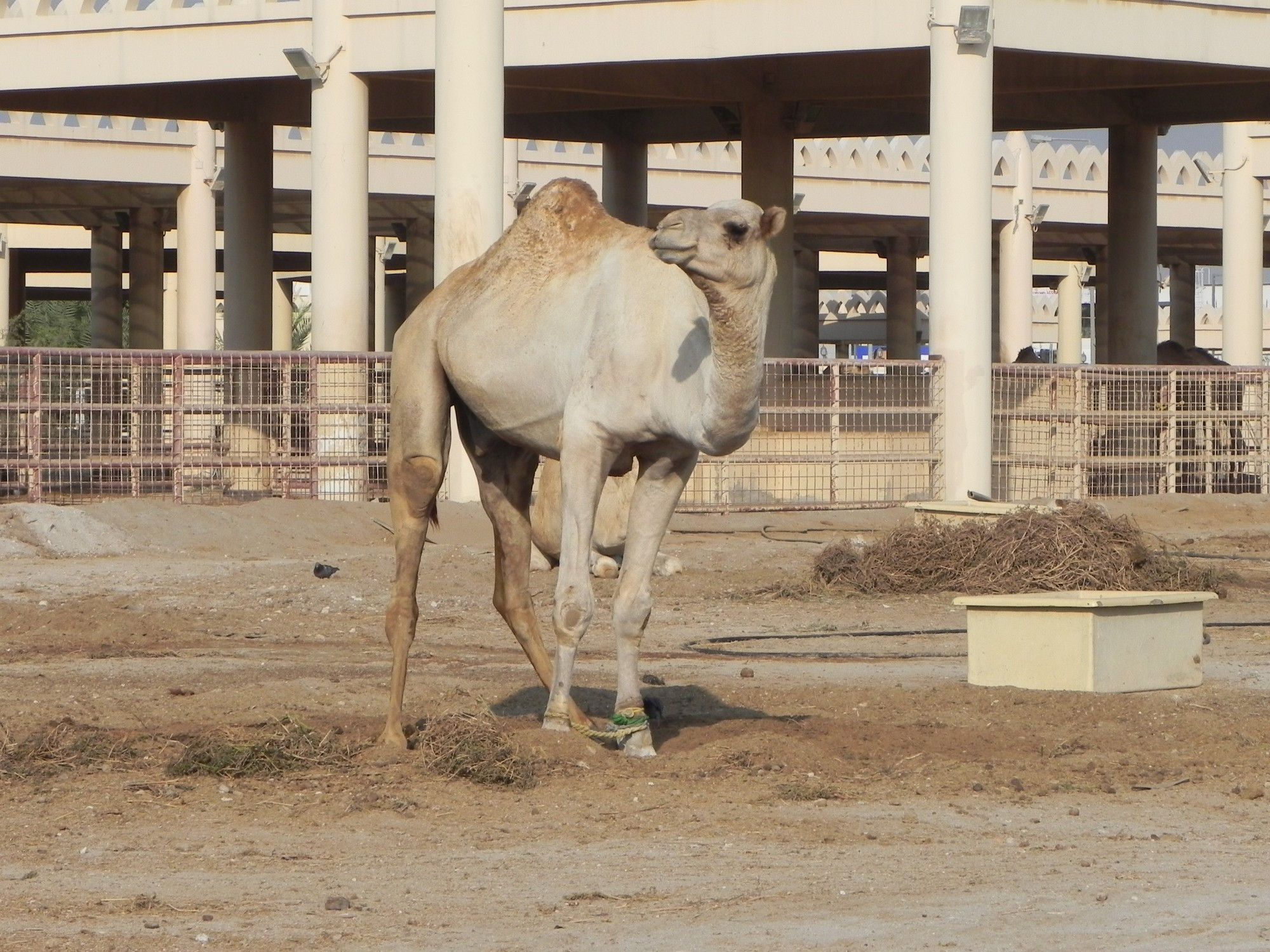 Bahrain