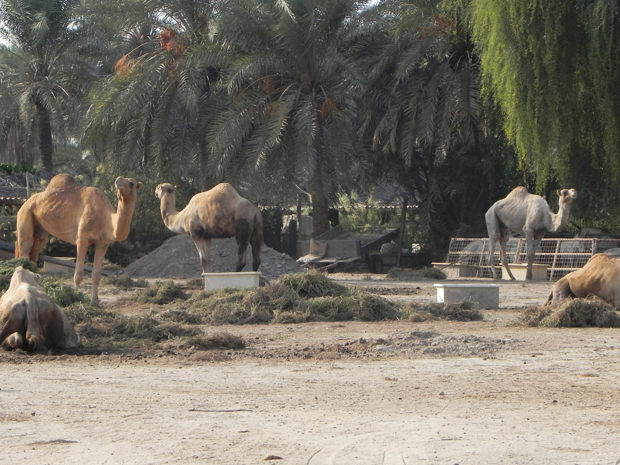 Bahrain