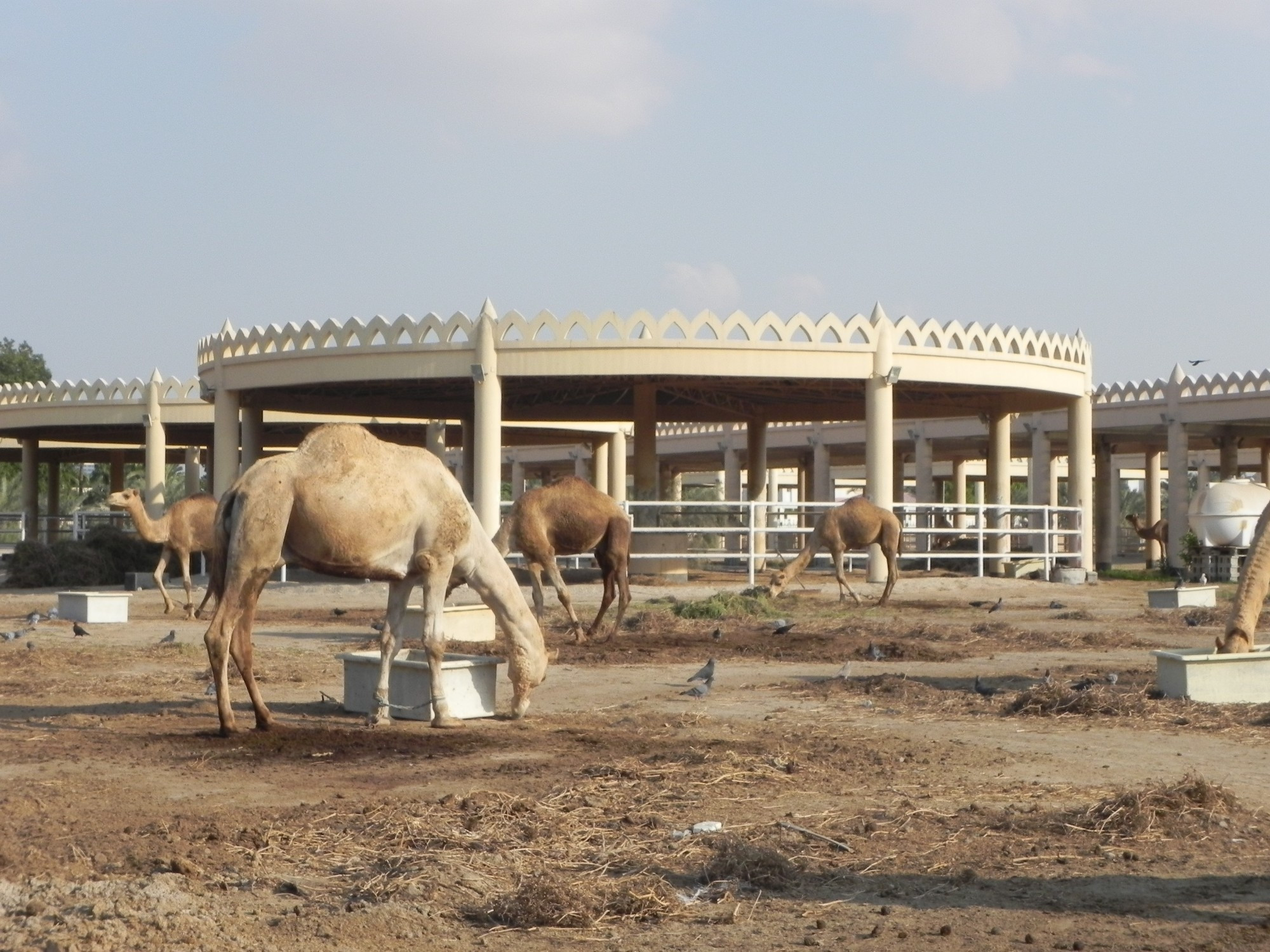 Bahrain